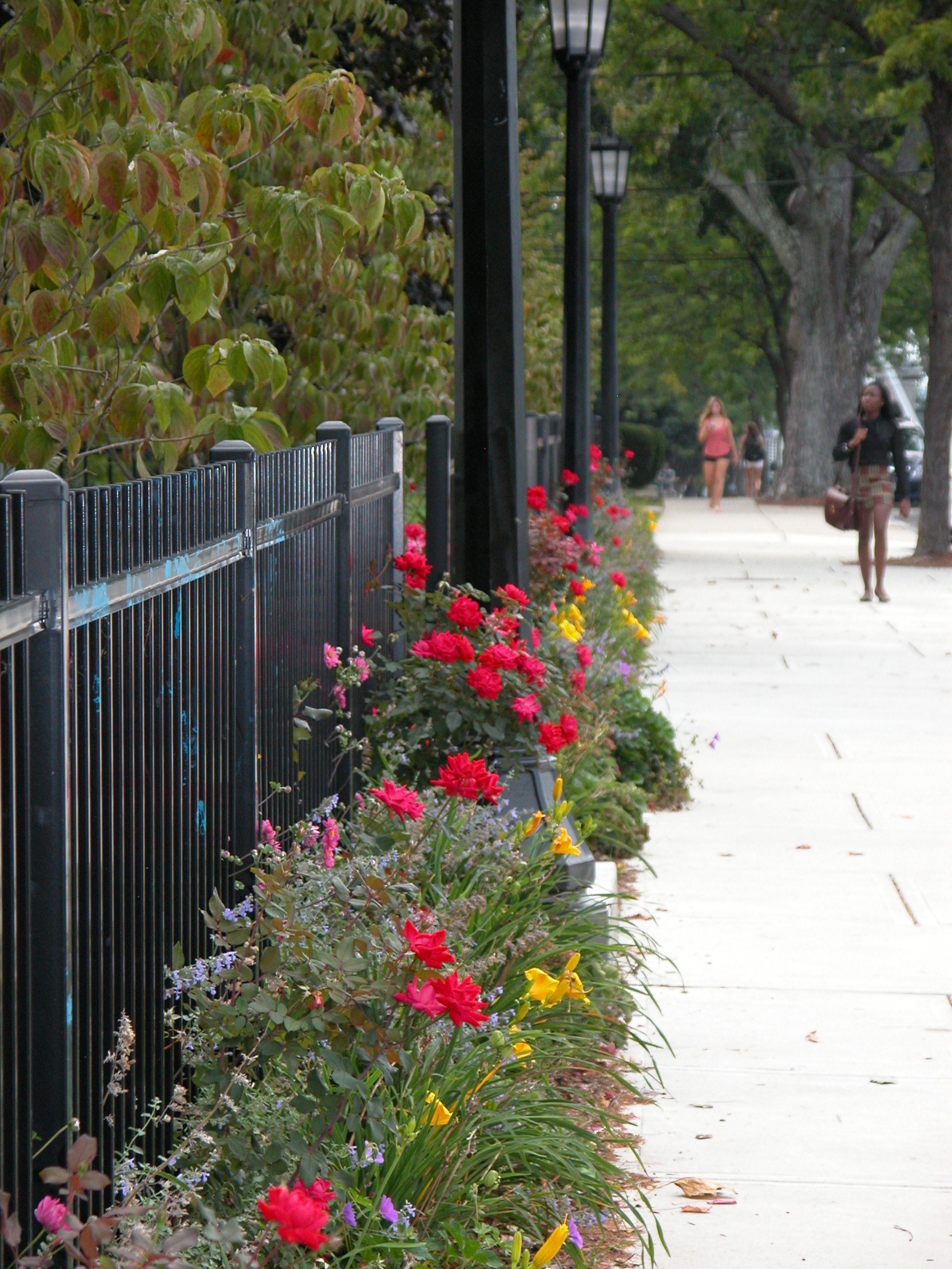   Tufts University   Professors Row Streetscape 