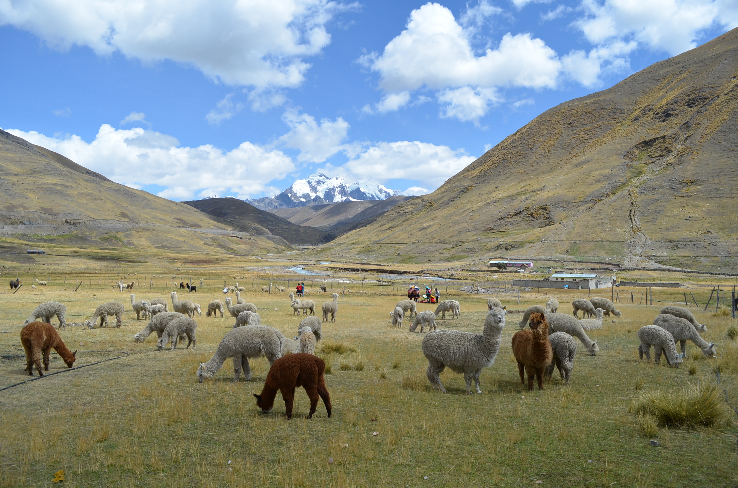 In the Peruvian Andes, alpacas have been domesticated for thousands of years.