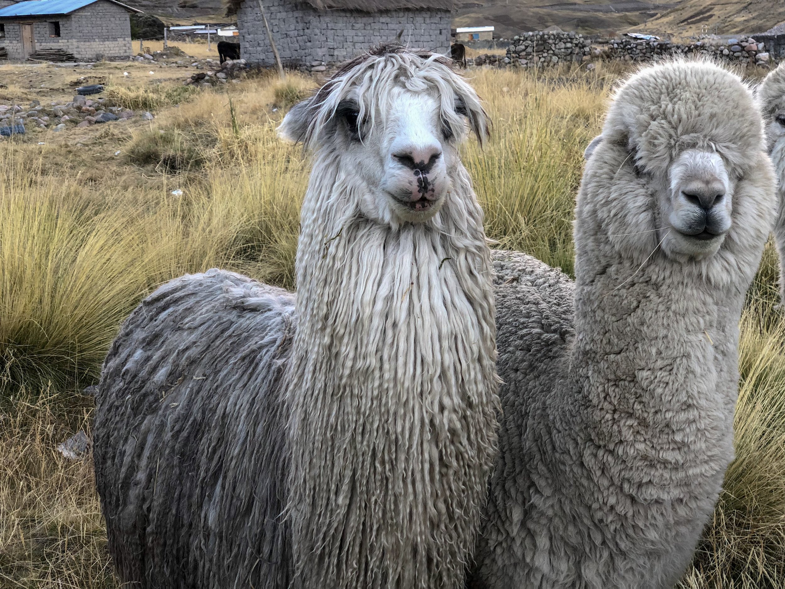 There are two breeds of alpaca; the Suri alpaca and the Huacaya alpaca.