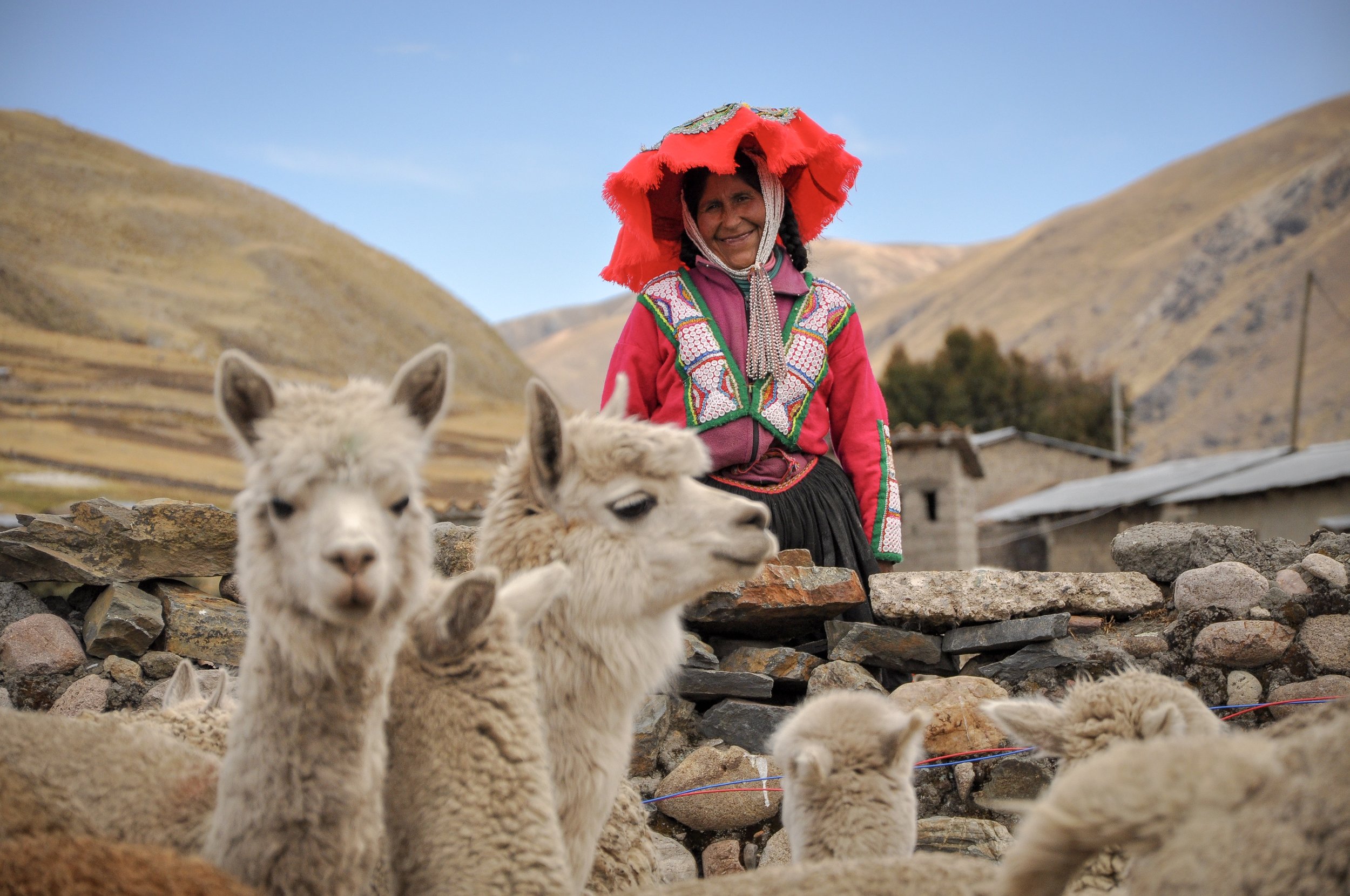 Our artisans work mostly with Huacaya alpaca, as they adapt easily to the extreme climate at 13,000 ft.