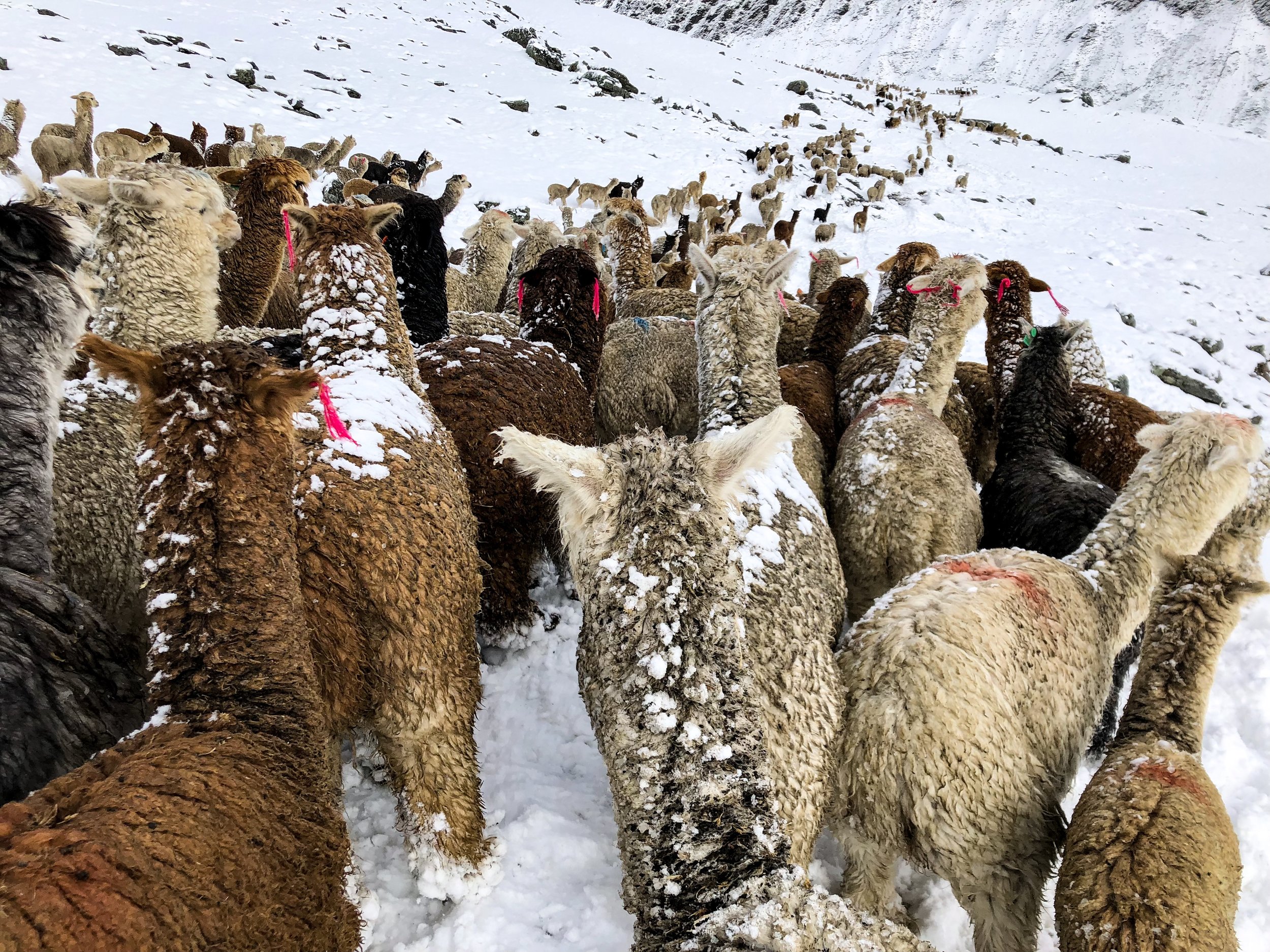 Alpacas come in 22 natural colors, with more than 300 shades.