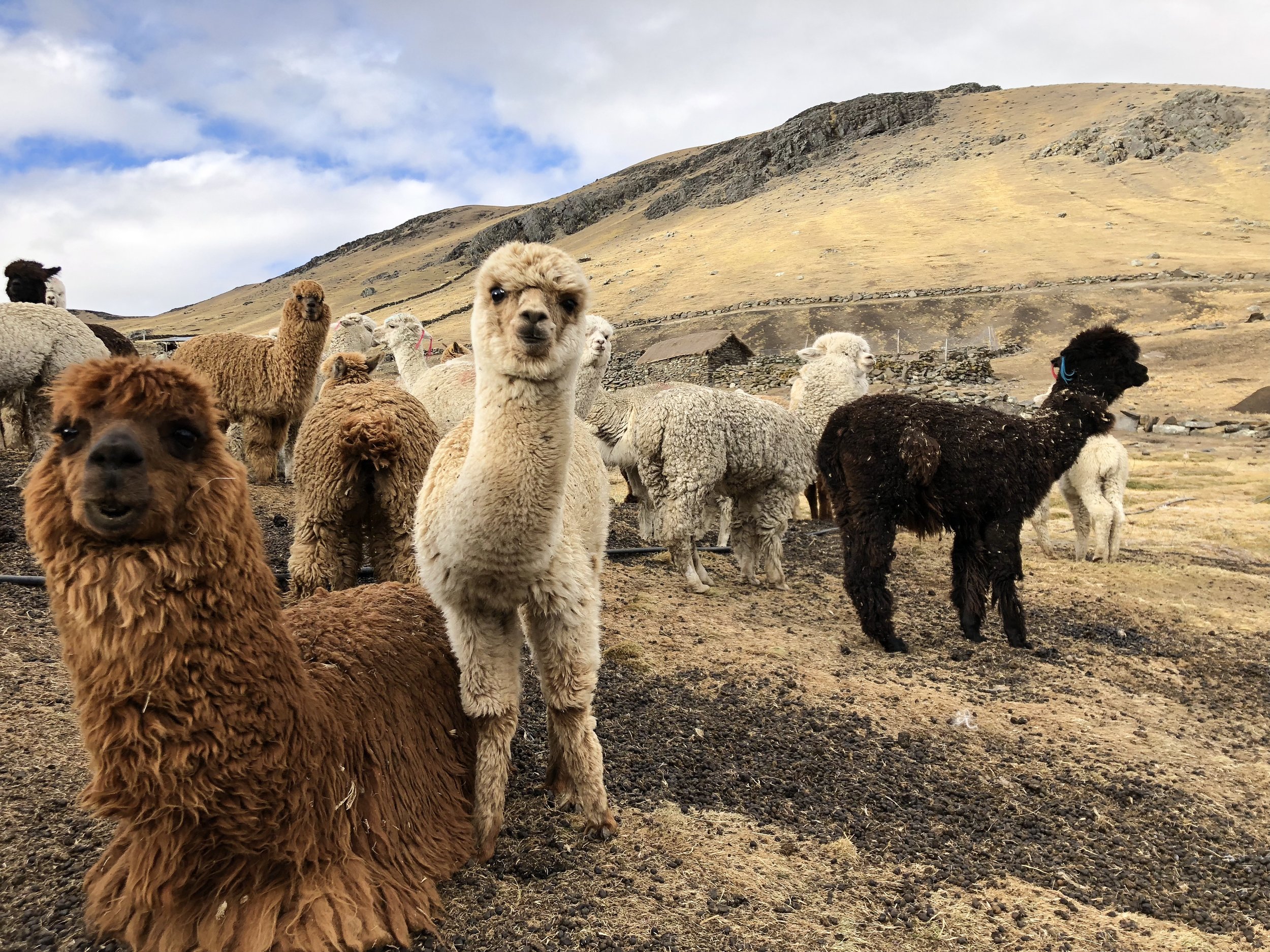 Alpaca does not contain lanolin, making it hypoallergenic and excellent for those with skin sensitivities.