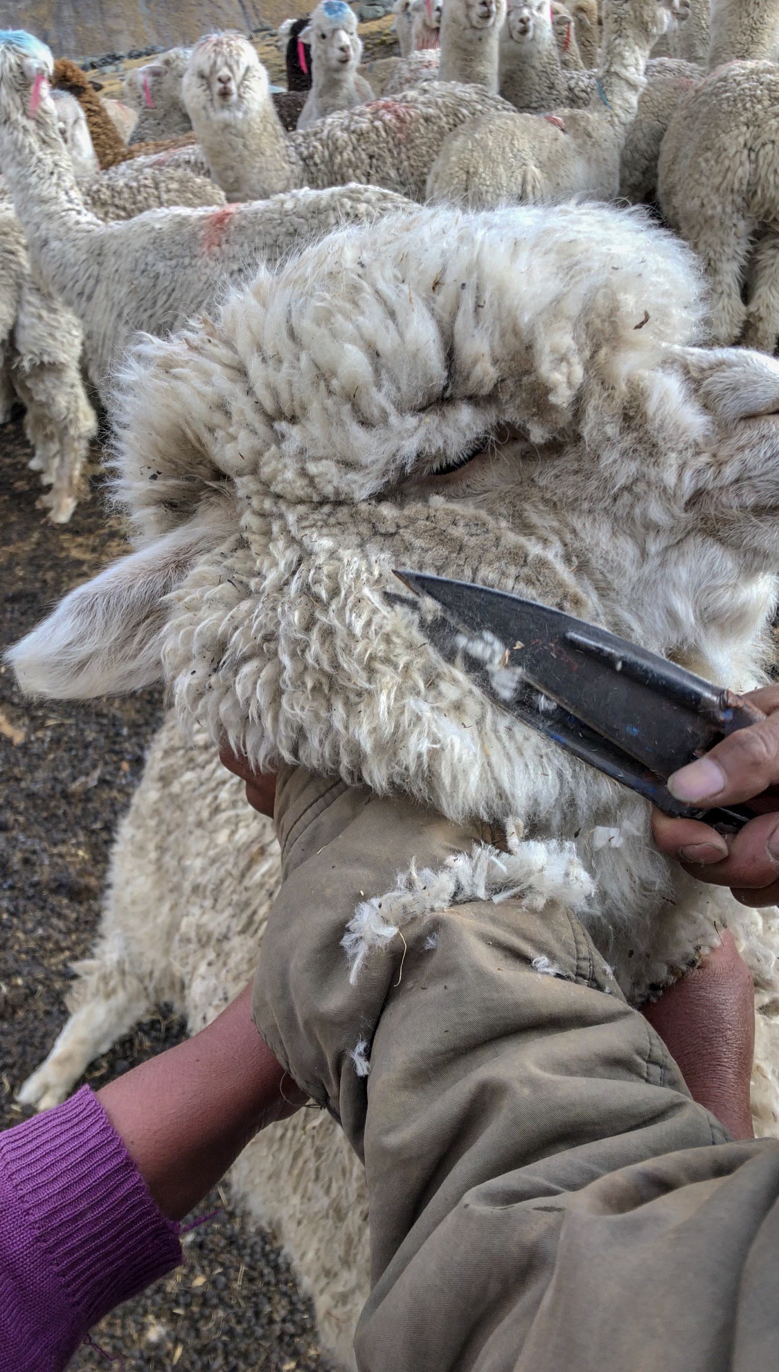 Once a year in December, all families join together to shear the alpacas.