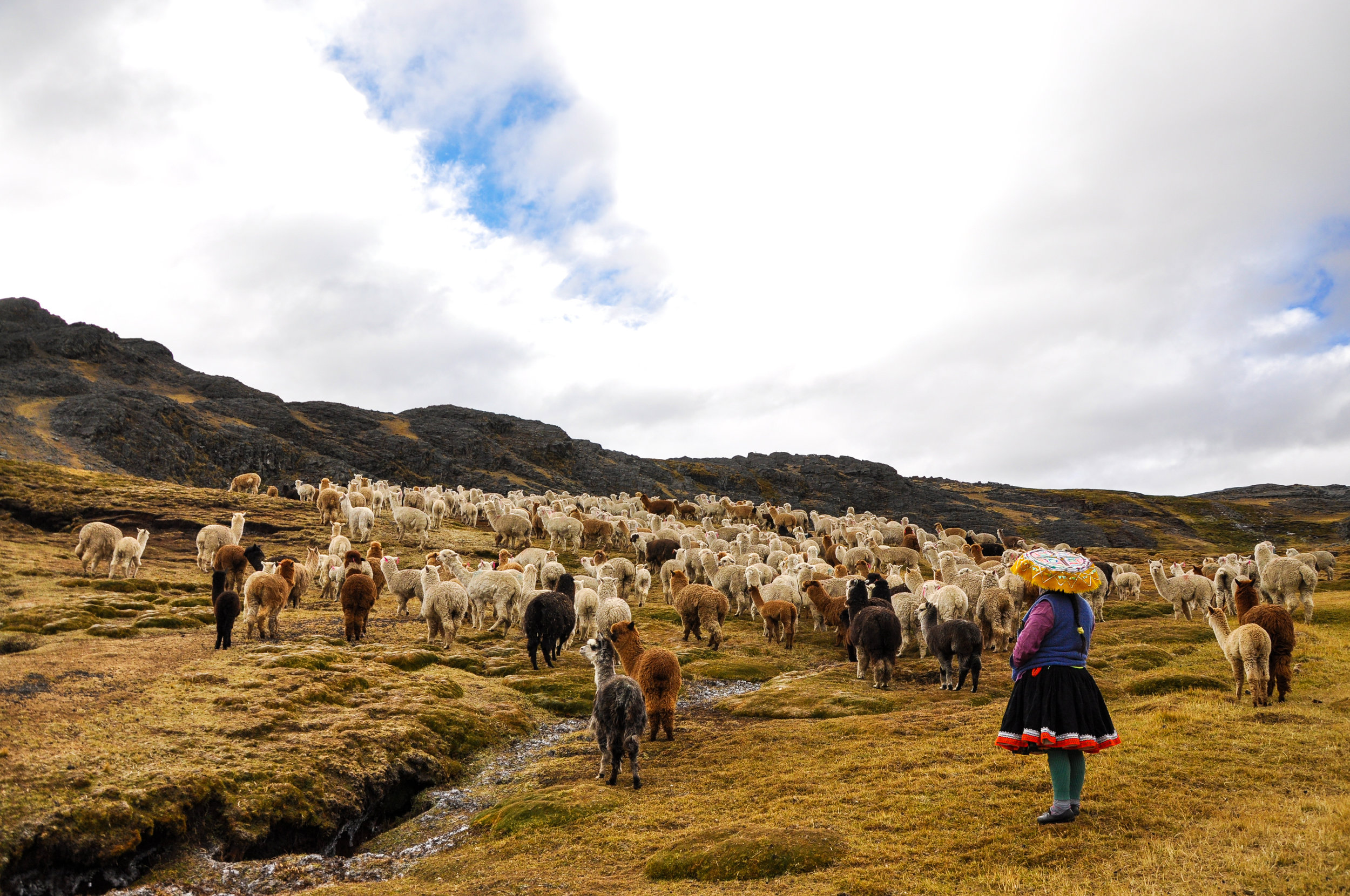 Each family shares the responsibility of caring for the alpacas. 