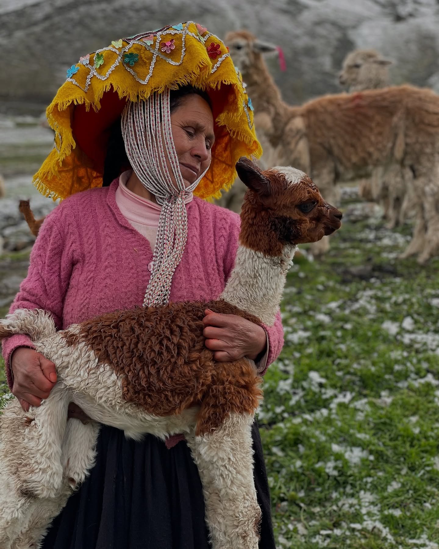 Our alpaca herds are thriving! 🦙 

Between December 2024 and March 2025, we welcomed over 150 new crias. Over the past 10 years, our herds have grown from just 20&ndash;50 alpacas to an incredible 100&ndash;300. 💥 Each woman owns her own alpacas, a