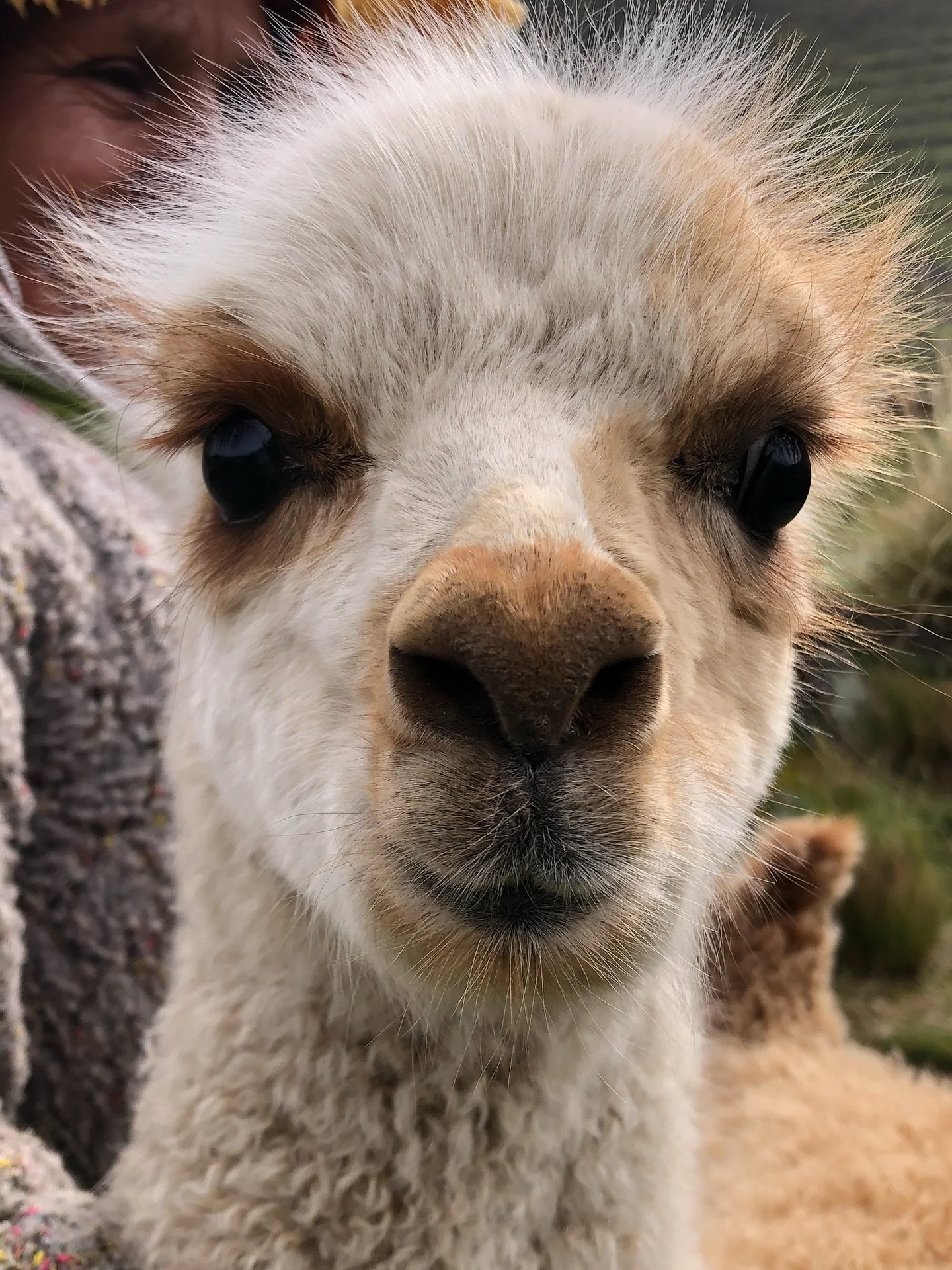 National Alpaca Day! 🦙

Today, in Peru, we celebrate one of the most gentle, sustainable, and soulful animals on Earth. Alpacas are at the heart of our work, providing the soft, warm fiber that keeps traditions alive and Andean communities thriving.