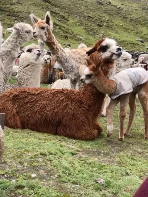 New life in the Andes 🦙

Our artisans&rsquo; herds in Peru above 14,000 ft. are thriving and we are in peak birthing season with nearly ten baby alpacas arriving each day. These tiny crias are taking their first steps in the same mountains where the