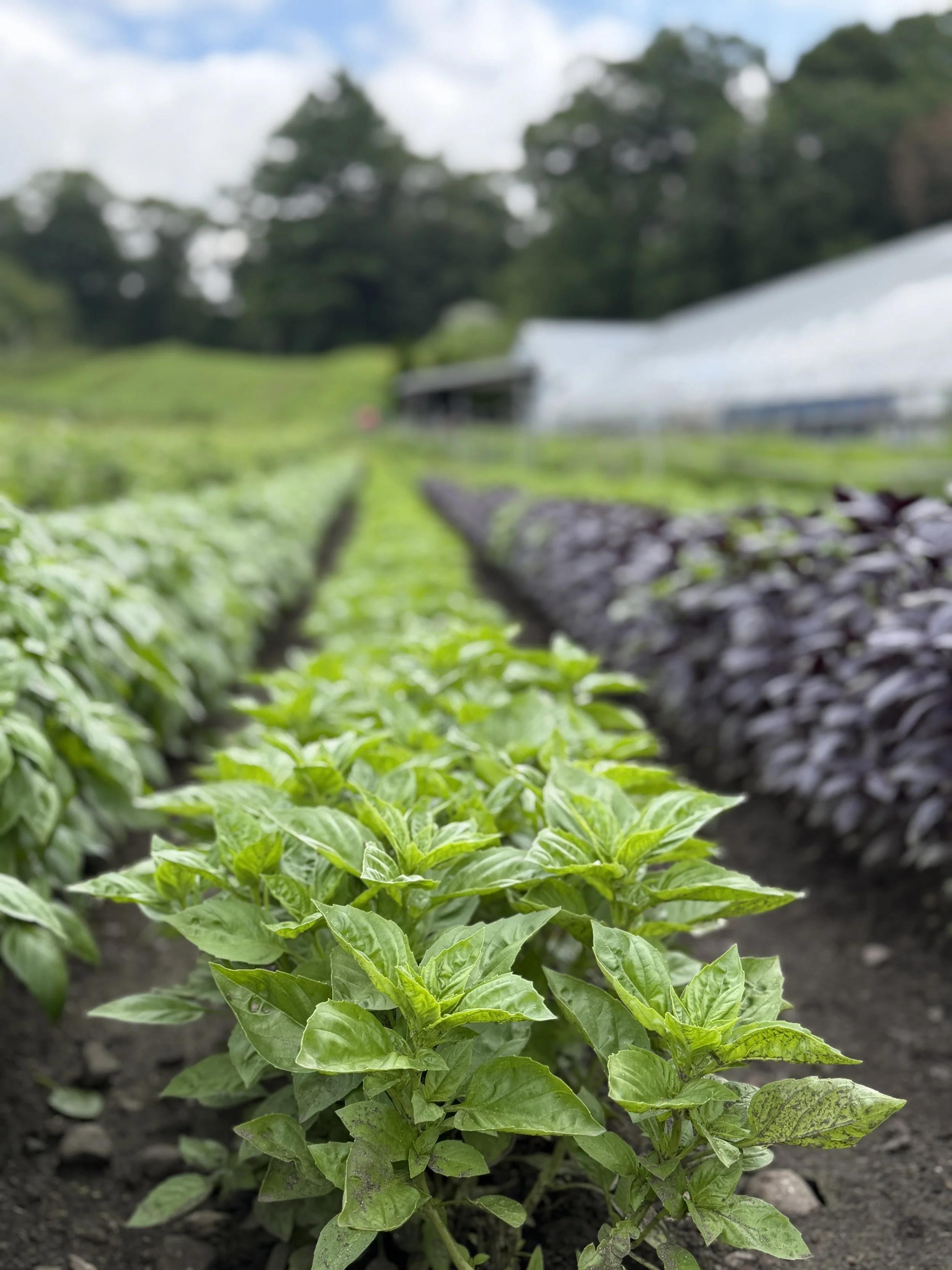 Basil (1).jpg