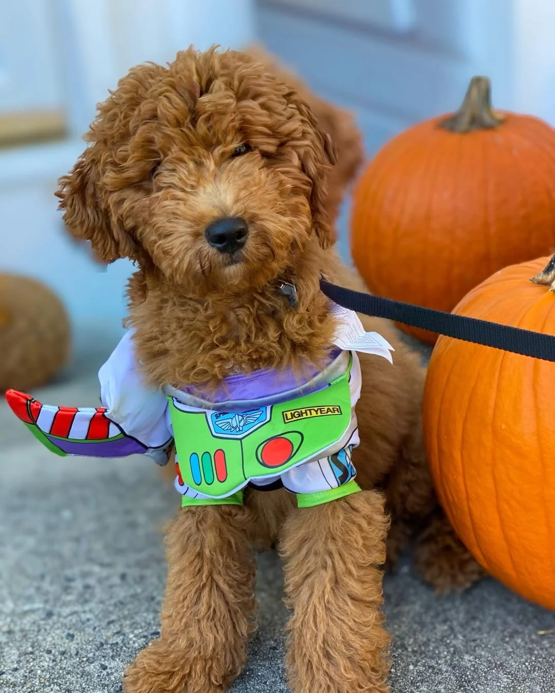 𝙃𝙖𝙡𝙡𝙤𝙬𝙚𝙚𝙣 𝙤𝙣 𝙩𝙝𝙚 𝙍𝙞𝙫𝙚𝙧 &mdash; TOMORROW! Bring your pup, your crew, and get ready for some riverside fun. 🎃🍻 🐾