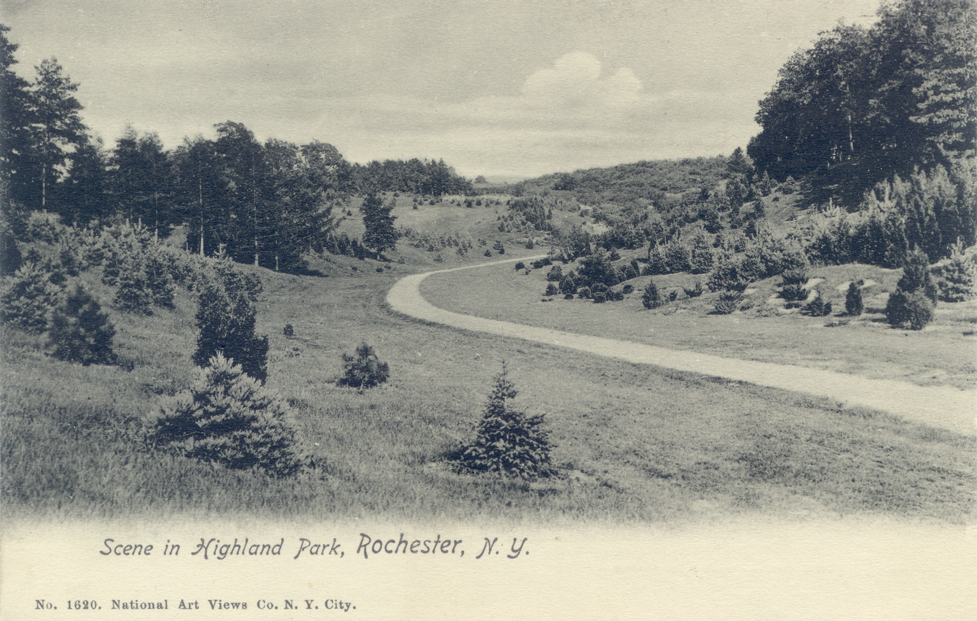 Pinetum • c. 1905
