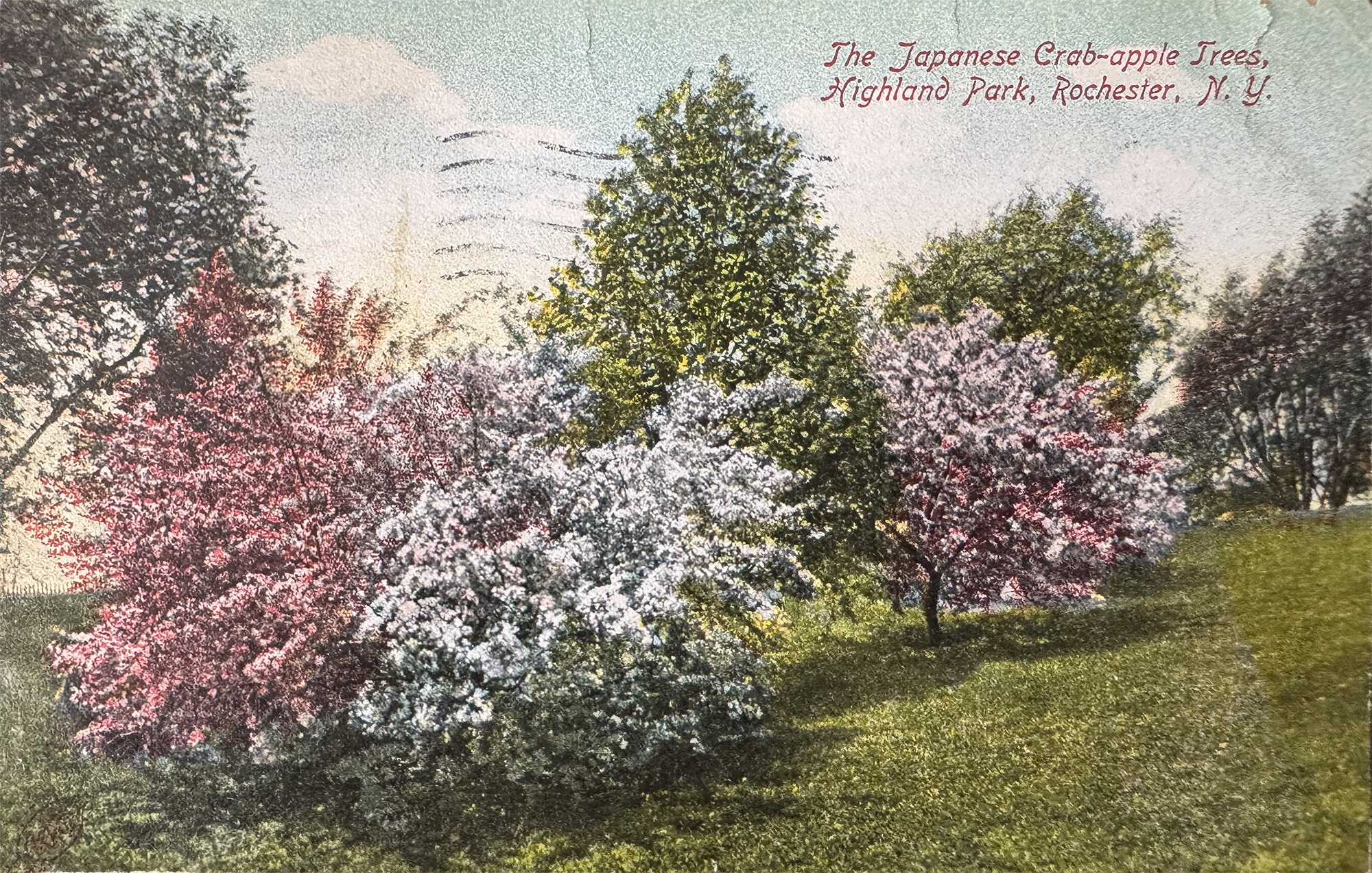 Crab-apple Tree Collection • c. 1908