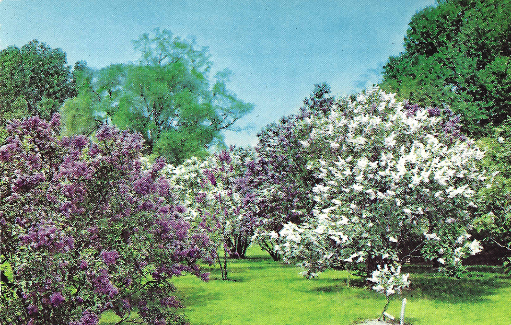Lilac Collection • c. 1962