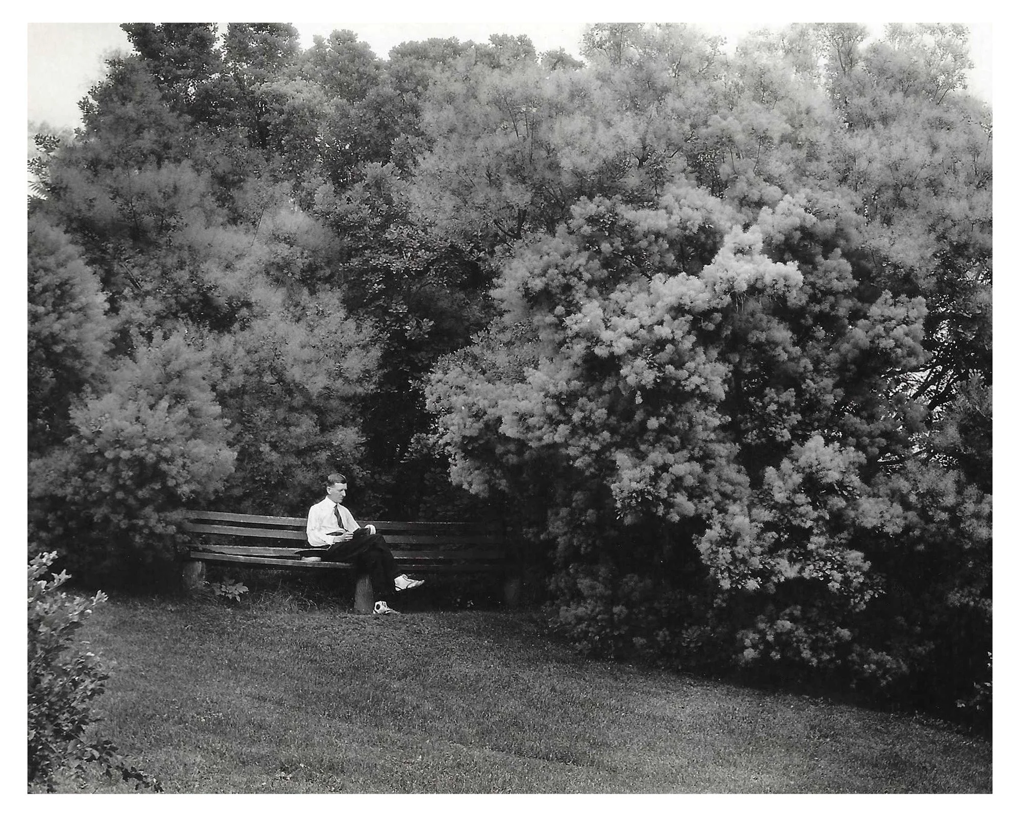 Smokebush Collection