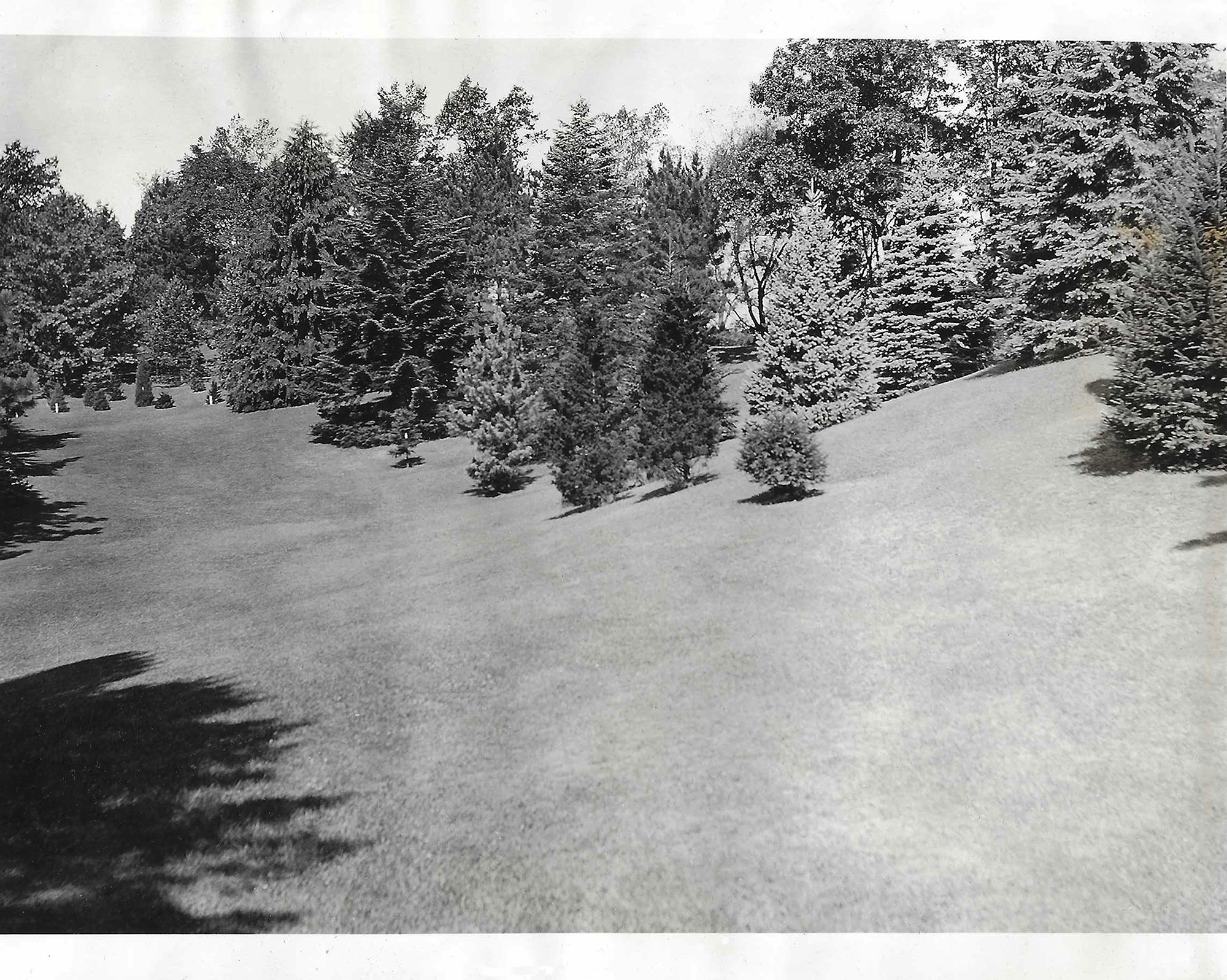 Pinetum Big Meadow