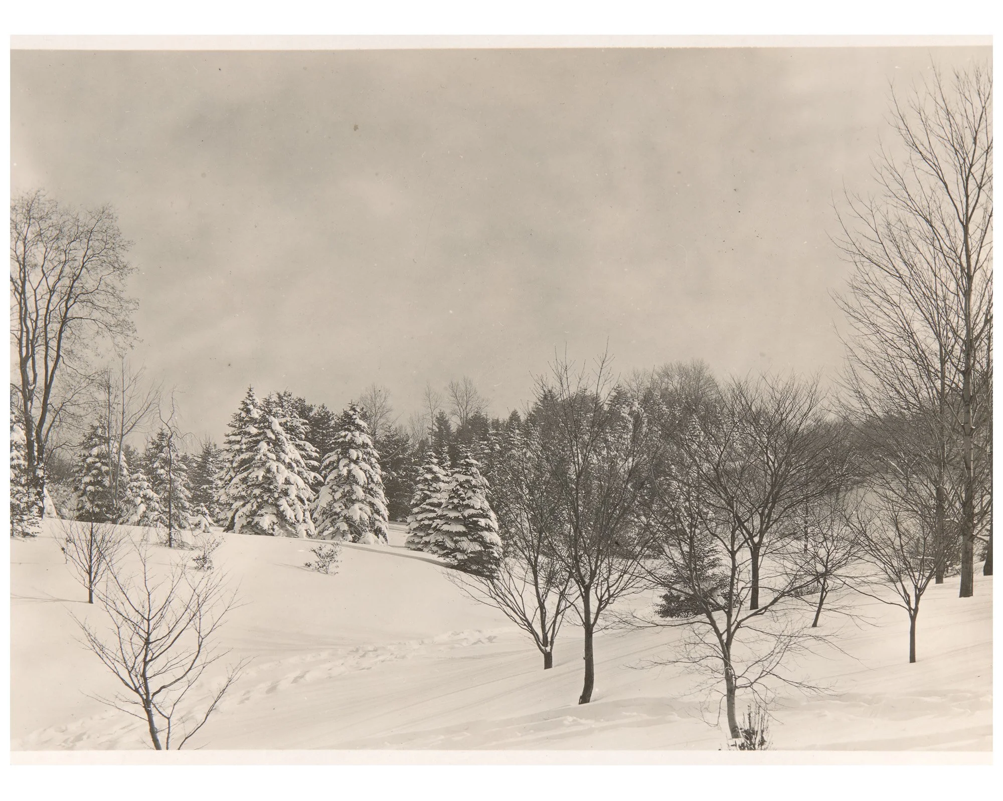 Pinetum Big Meadow in Winter