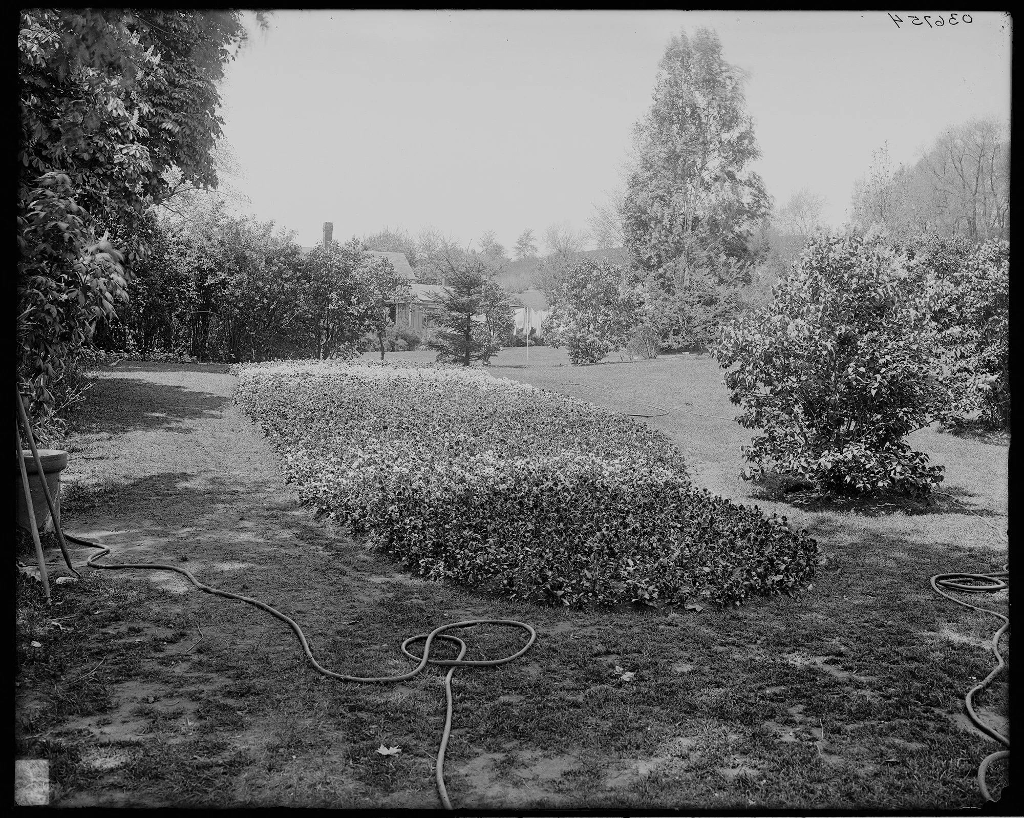 Pansy Bed • Foreman’s House