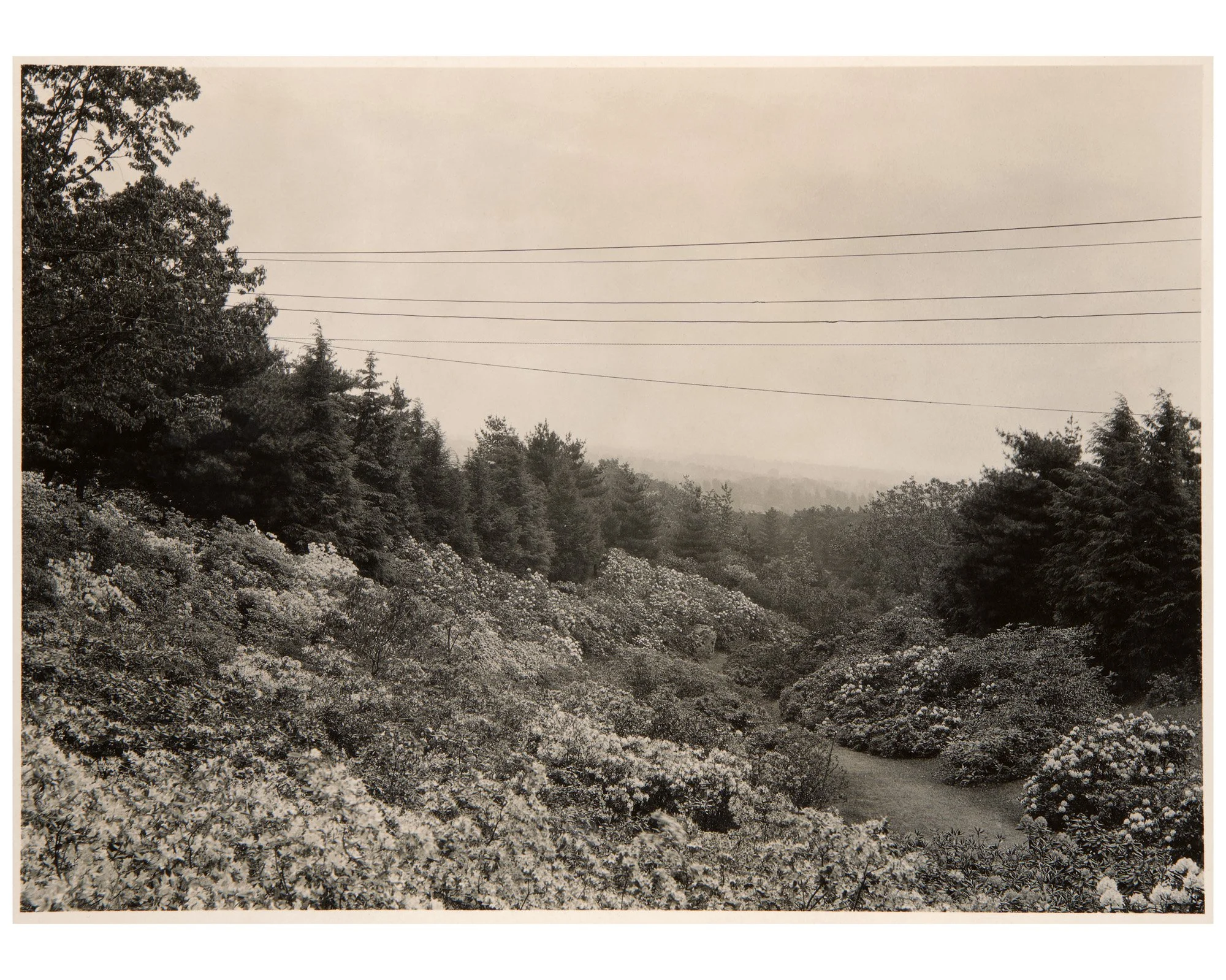 Lower Rhodie Valley