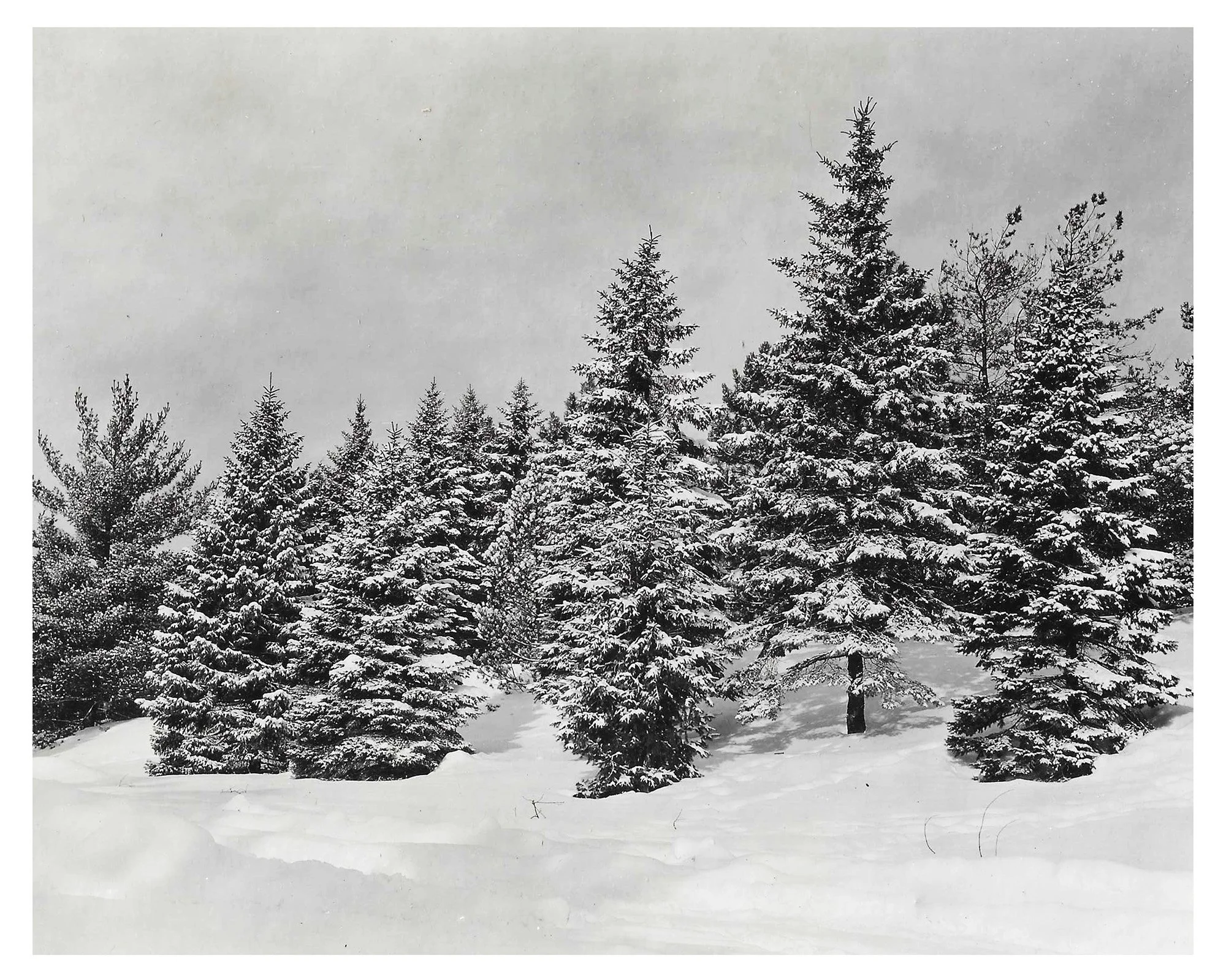 Pinetum in Winter