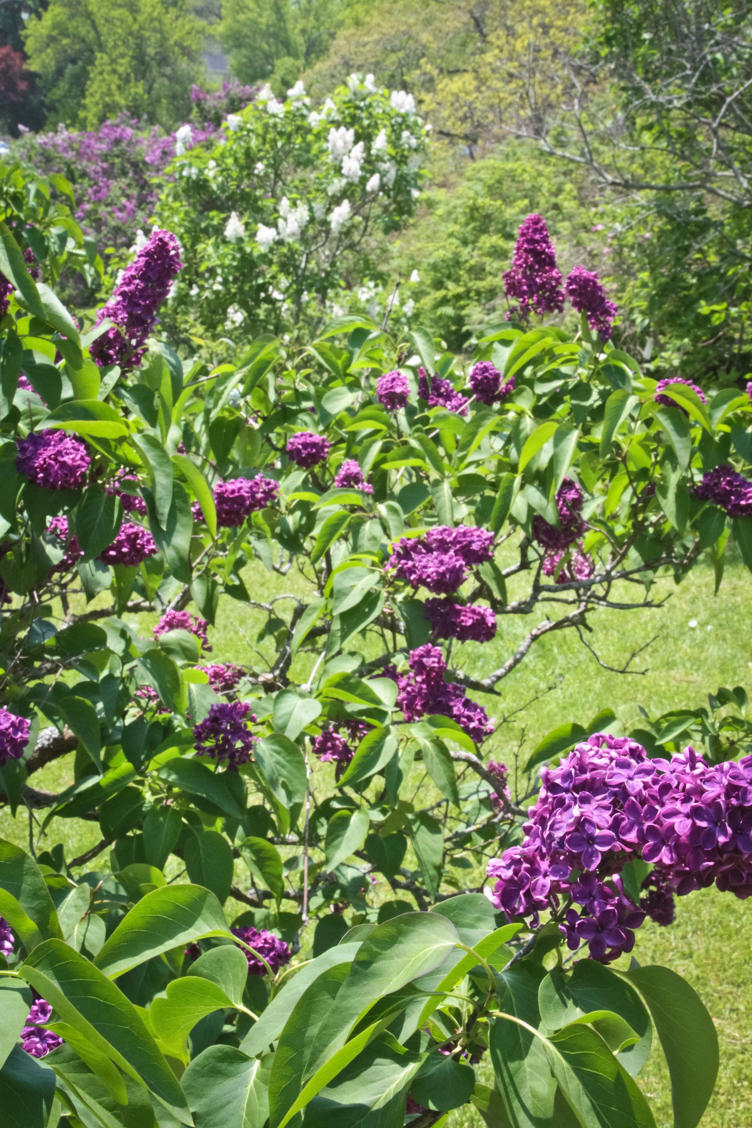 Highland Lilac of Rochester Eau de Parfum