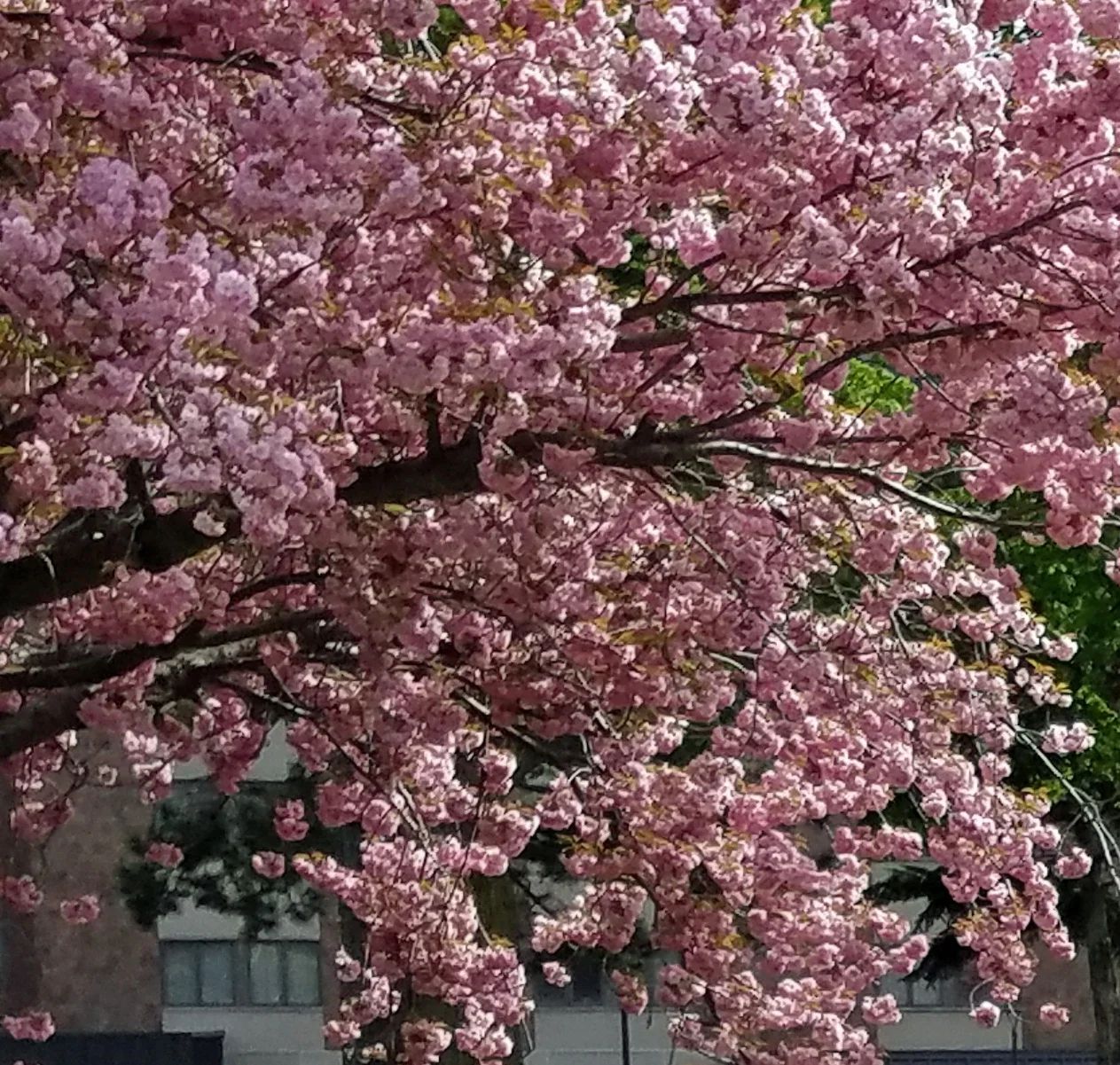 Crabapple.jpg
