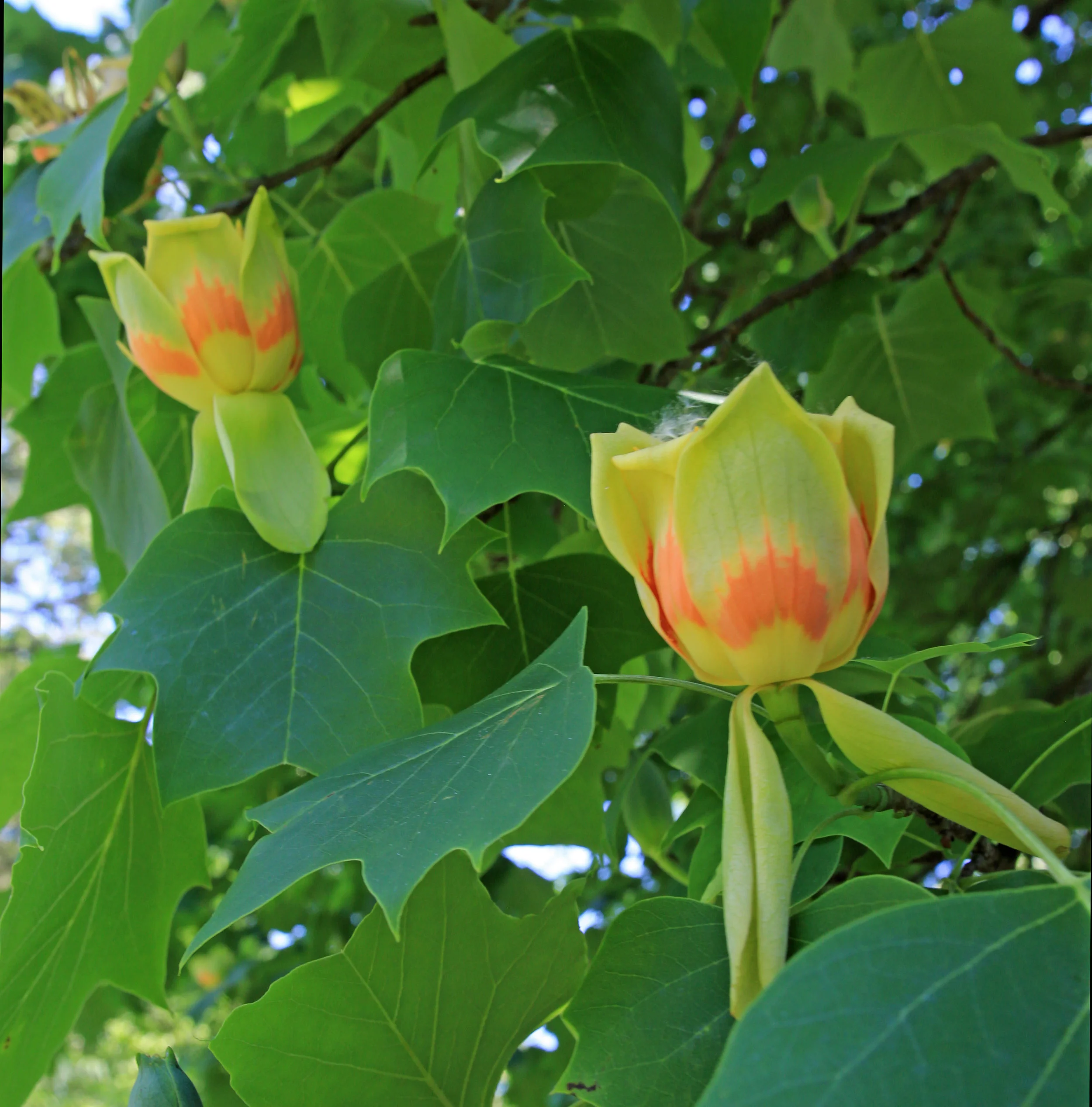 Tulip Tree_Enhanced.jpg