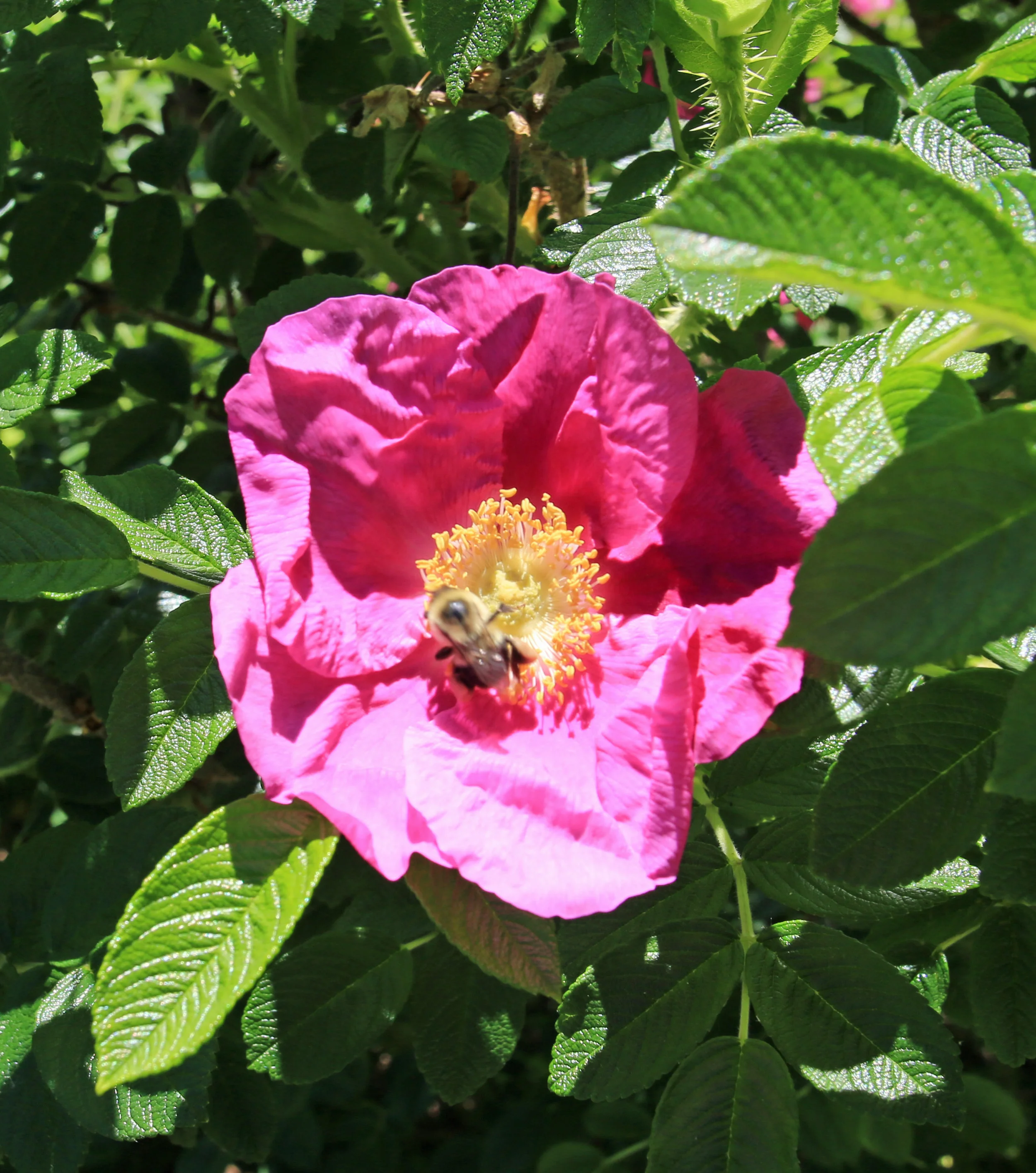 Rose Thing_Enhanced.jpg