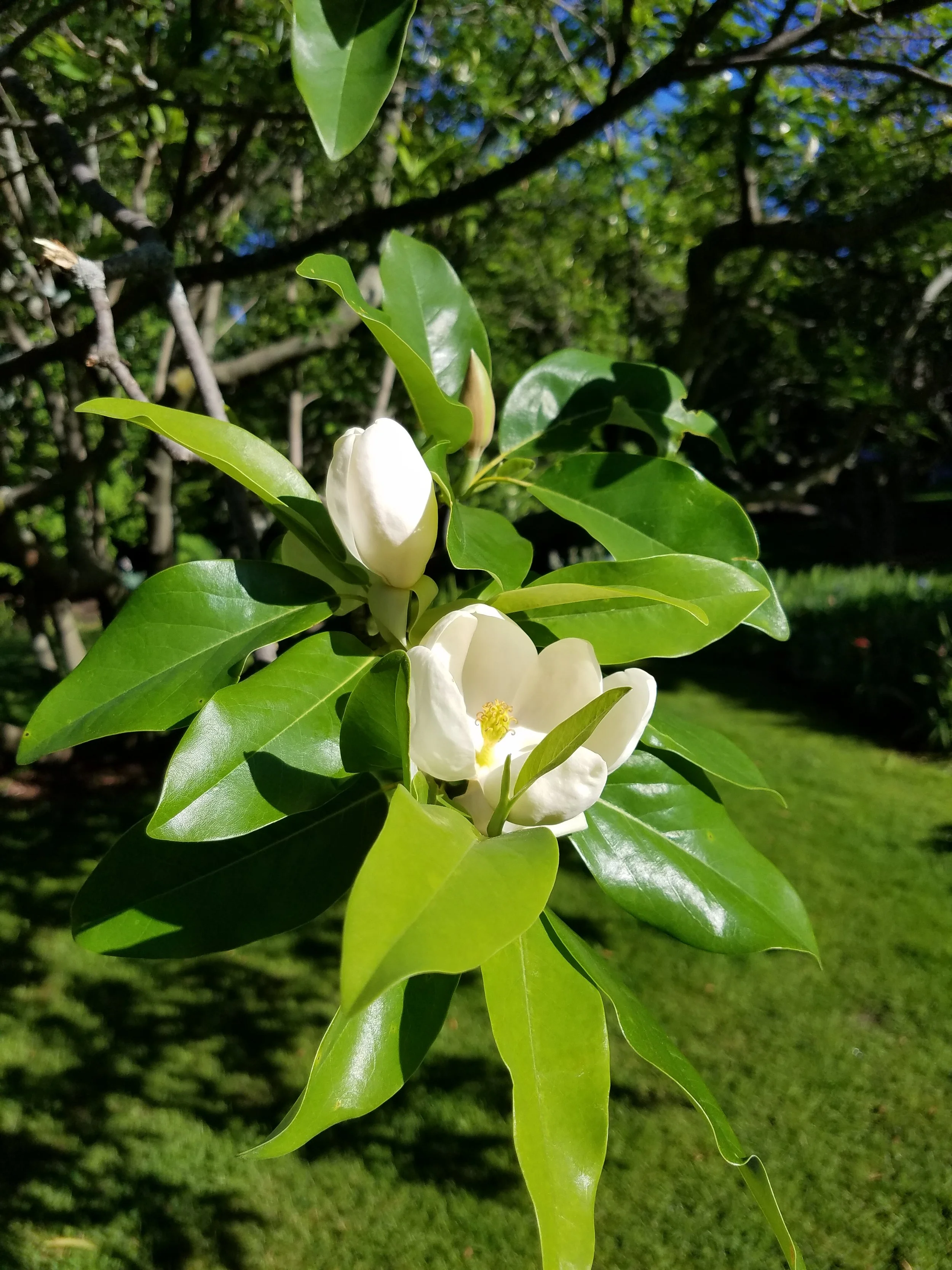 SweetBay magnolia_MAG 6_24.jpg