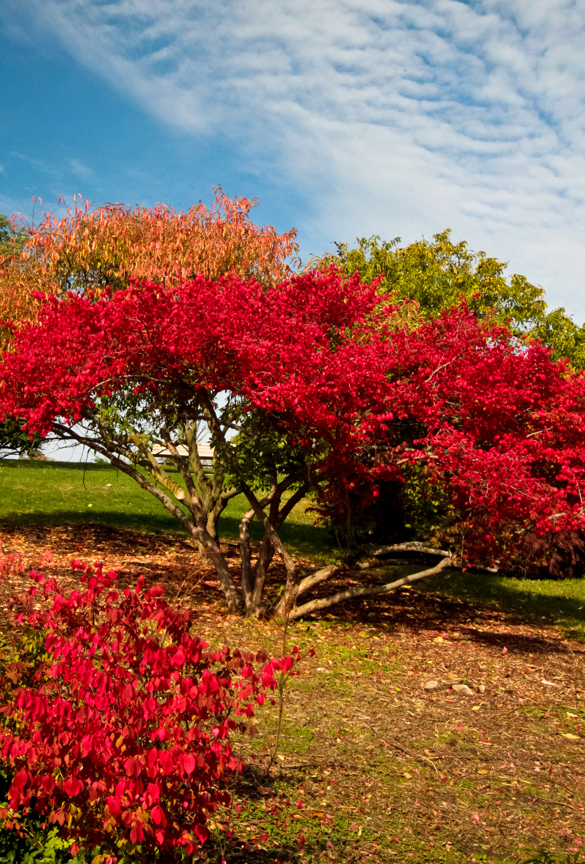 barberry.jpg