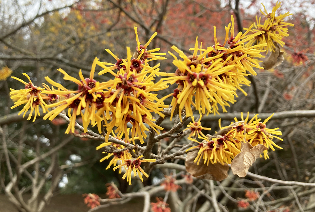 Highland Park Tour - An Early Spring Stroll through an Oasis in the City