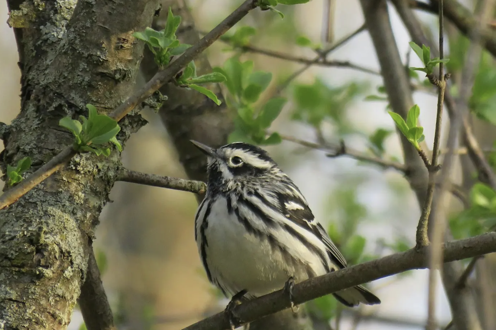 Bird Walk in Highland Park