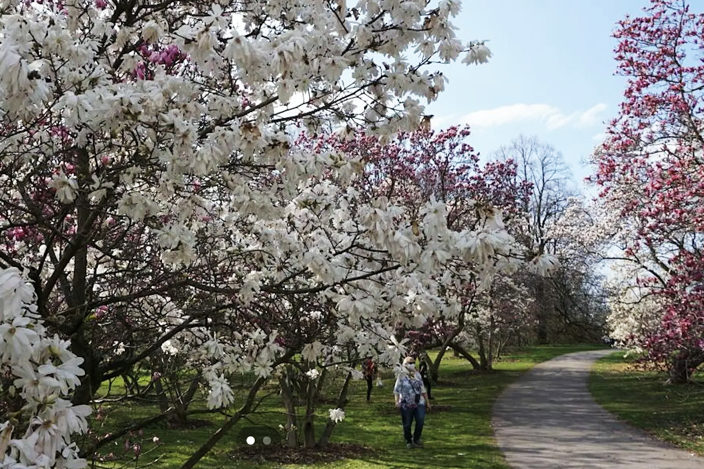 Spring in Bloom: A Walk Through Highland Park