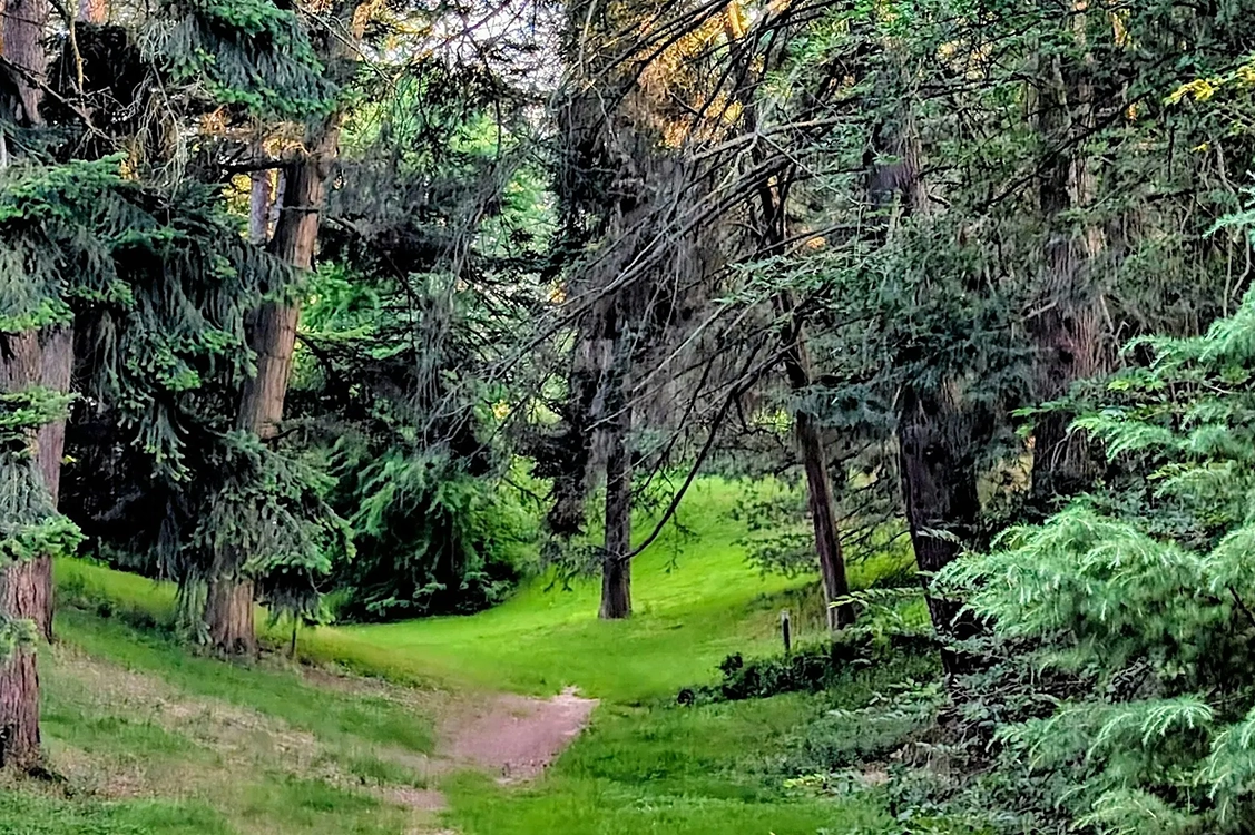 Forest Bathing at Highland Park with Lilac Nature Connection