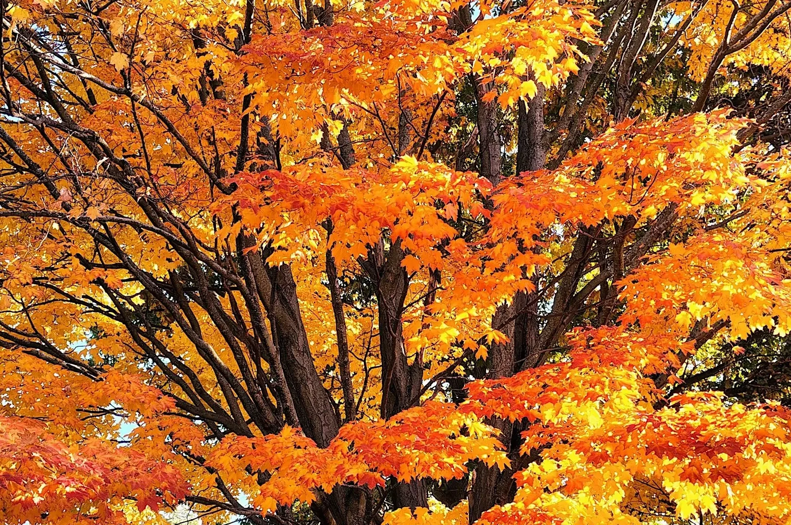 Join us for a Fall Foliage Tour in beautiful Highland Park!