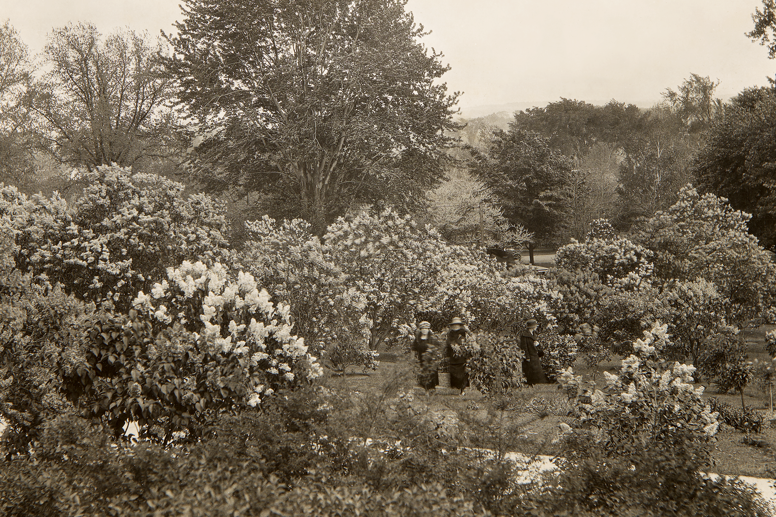 4_HP_036_1924_Lilacs_womenRET.png