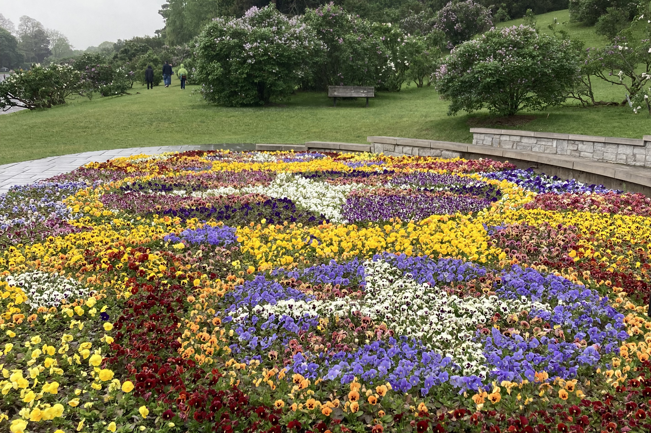 4a_2025_0518_HP_Pansy_Bed_final_6409.png