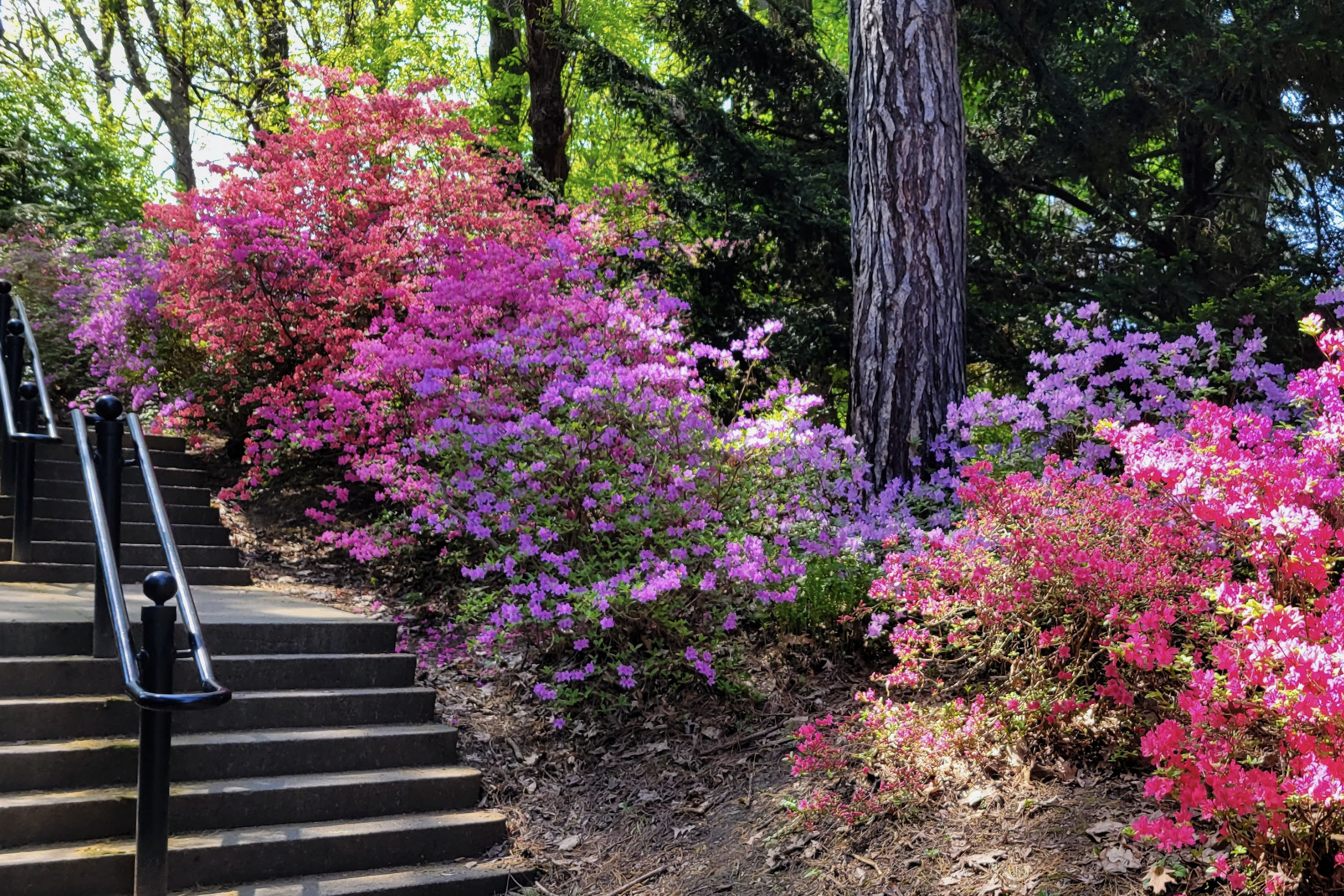 15a_Azalea_Stairs_2026-03-27.png