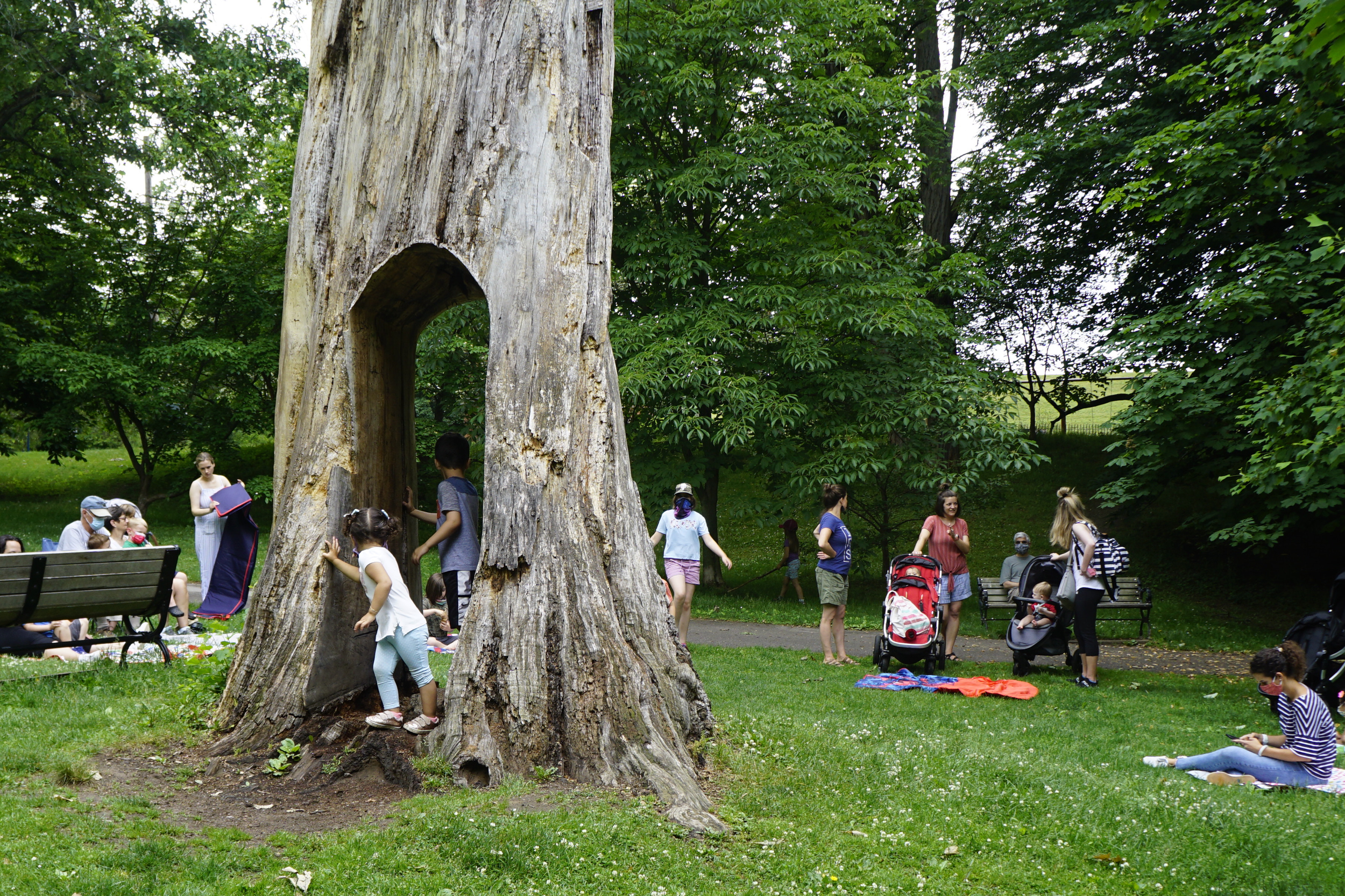 19_Tunnel Tree 2021.6.9.png
