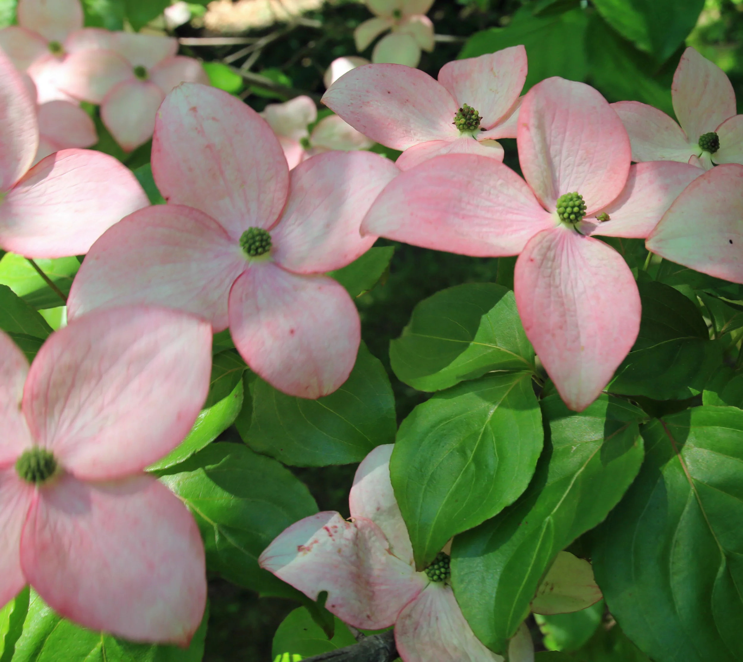 Pink Dogwood_cropped_enhanced.jpg