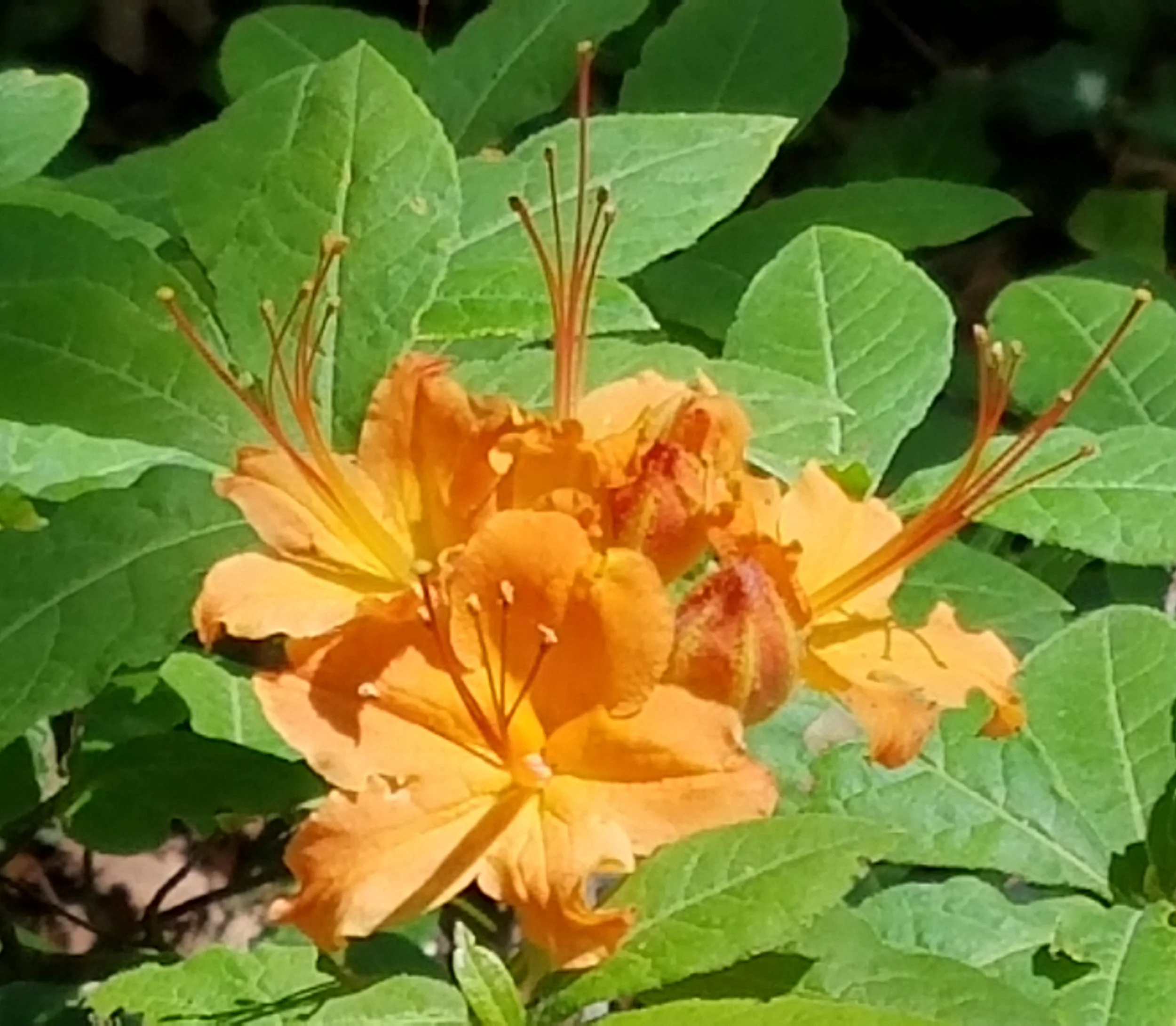OrangeJ_crop.jpg