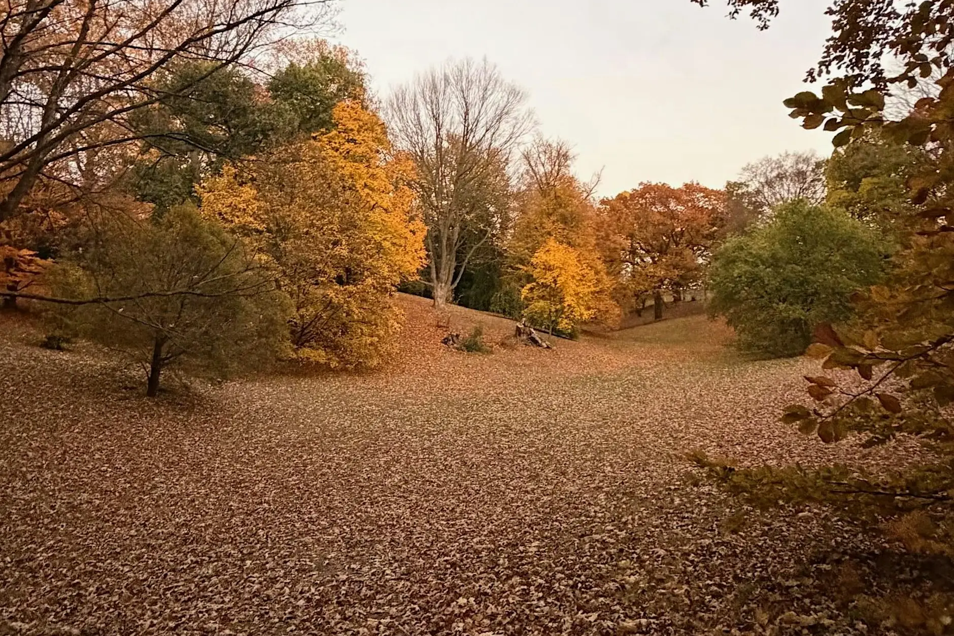 Late Autumn in Highland Park: A Guided Tour