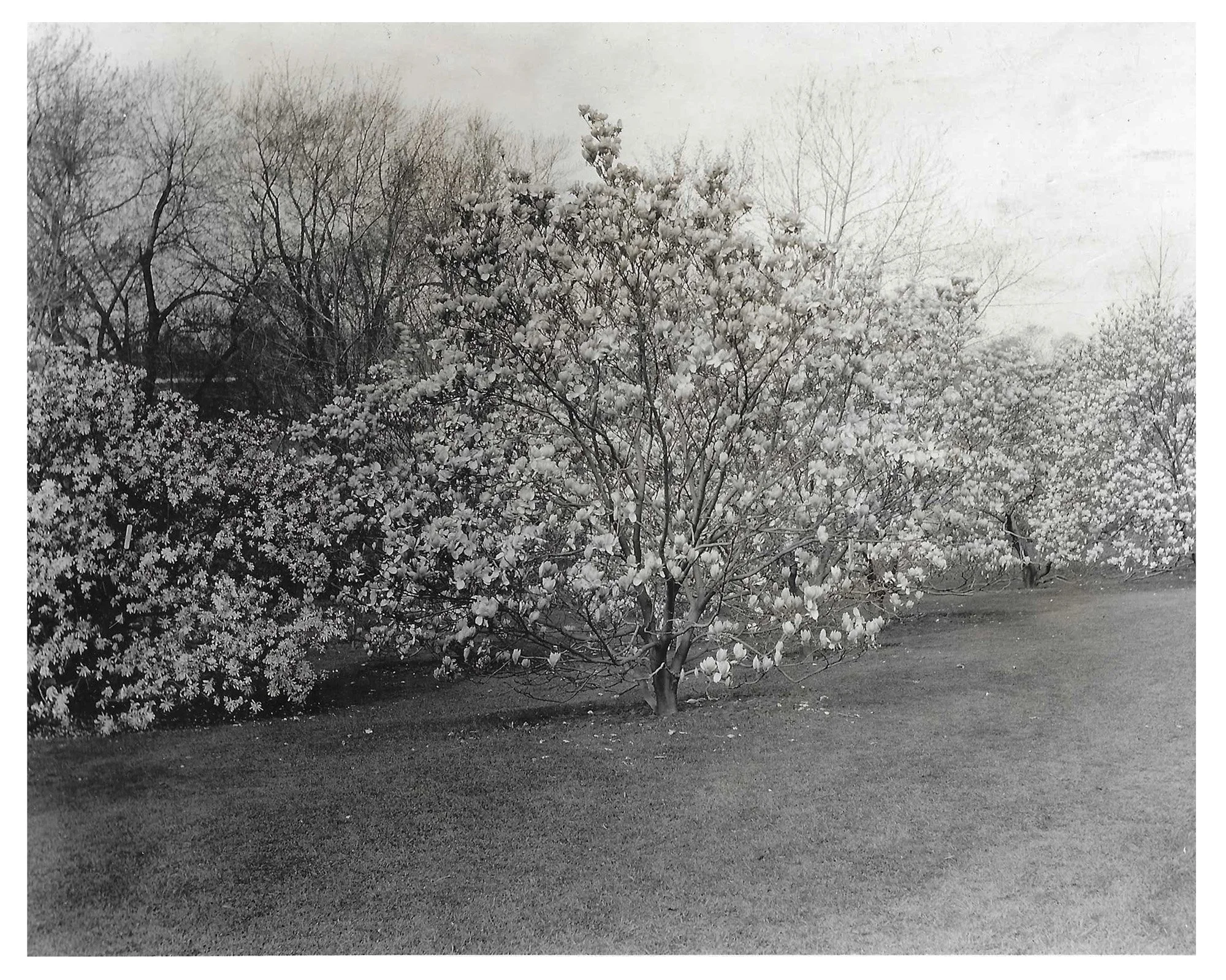 Magnolia Collection