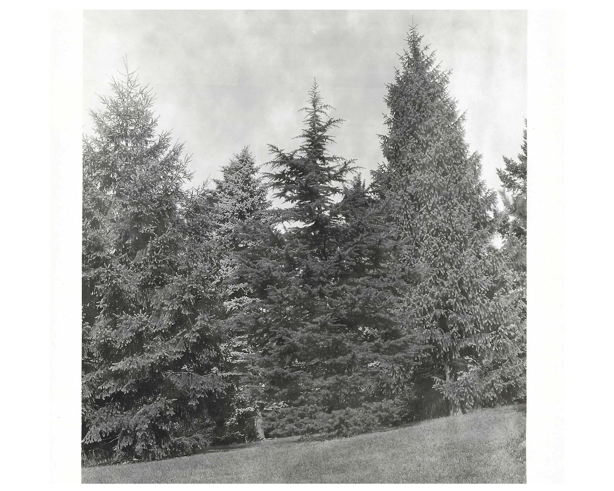 Pinetum