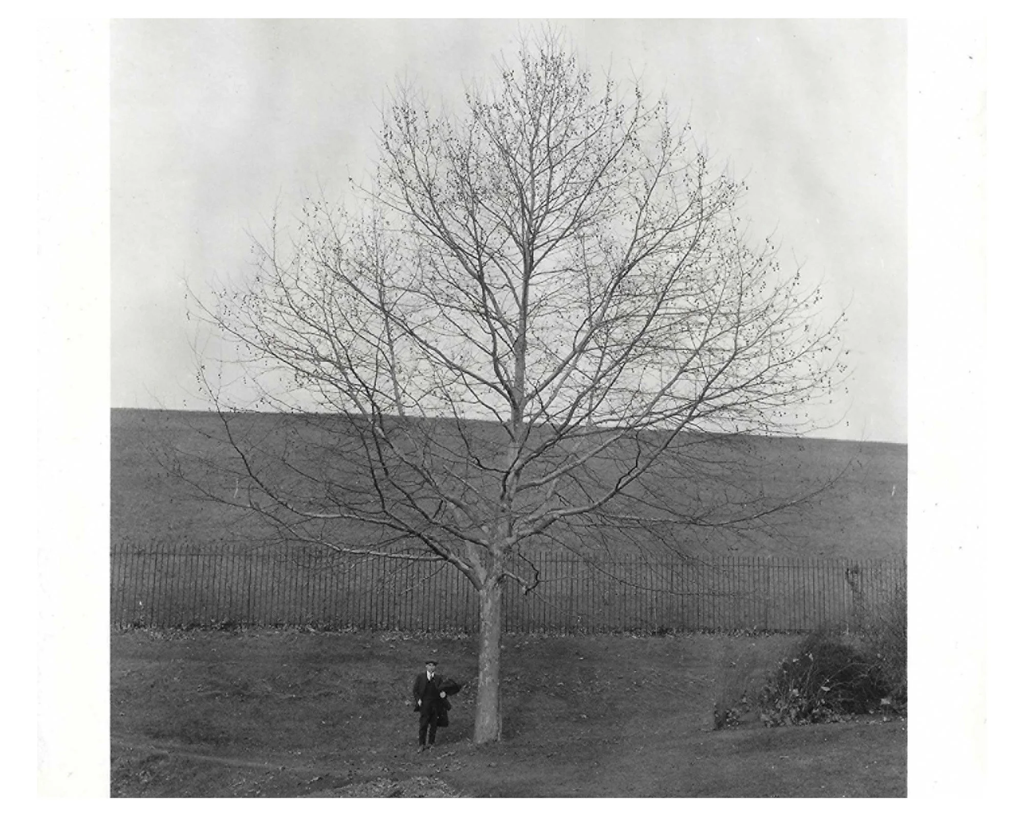 London Plane Tree