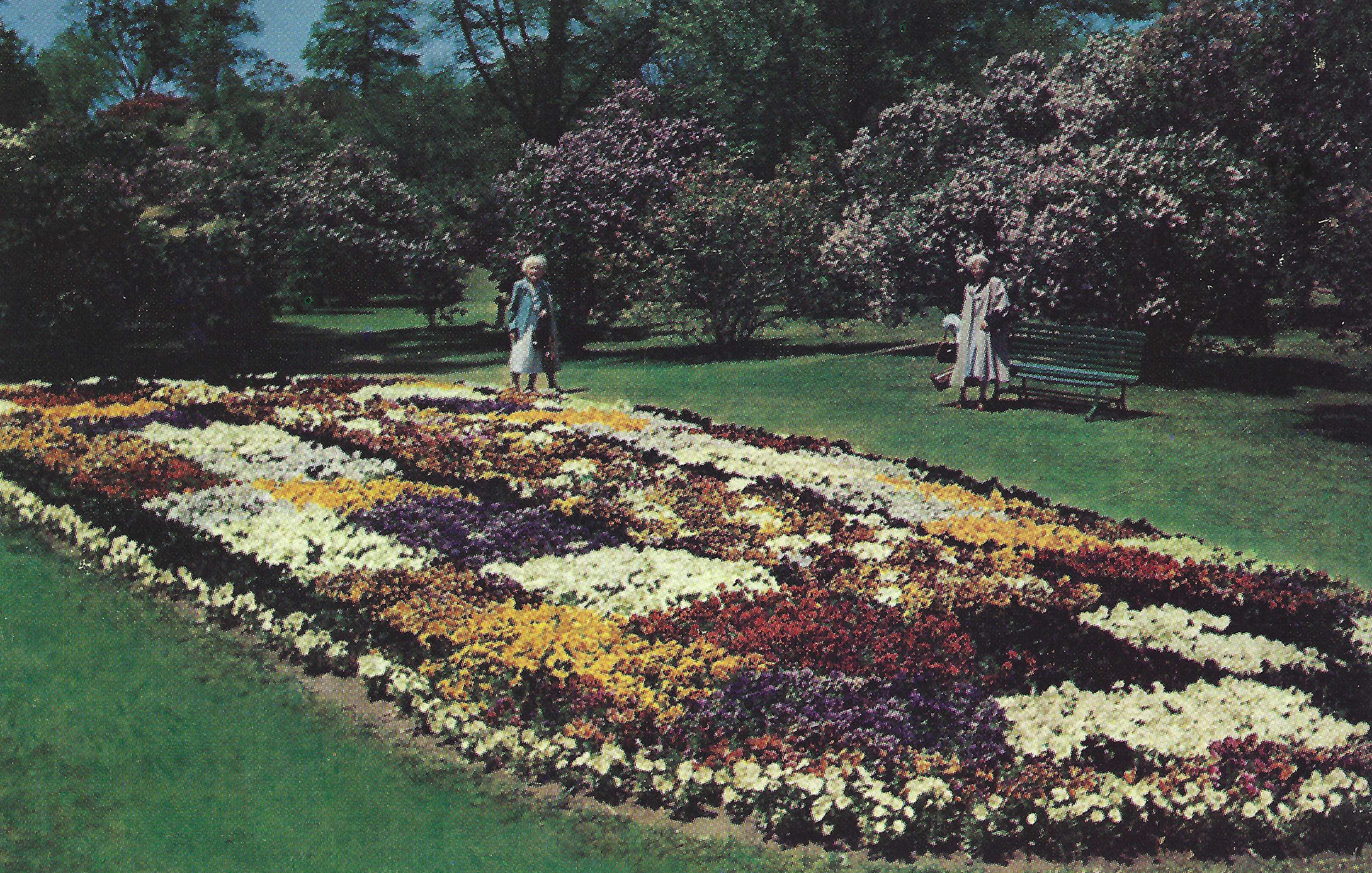 Pansy Bed • c. 1950s