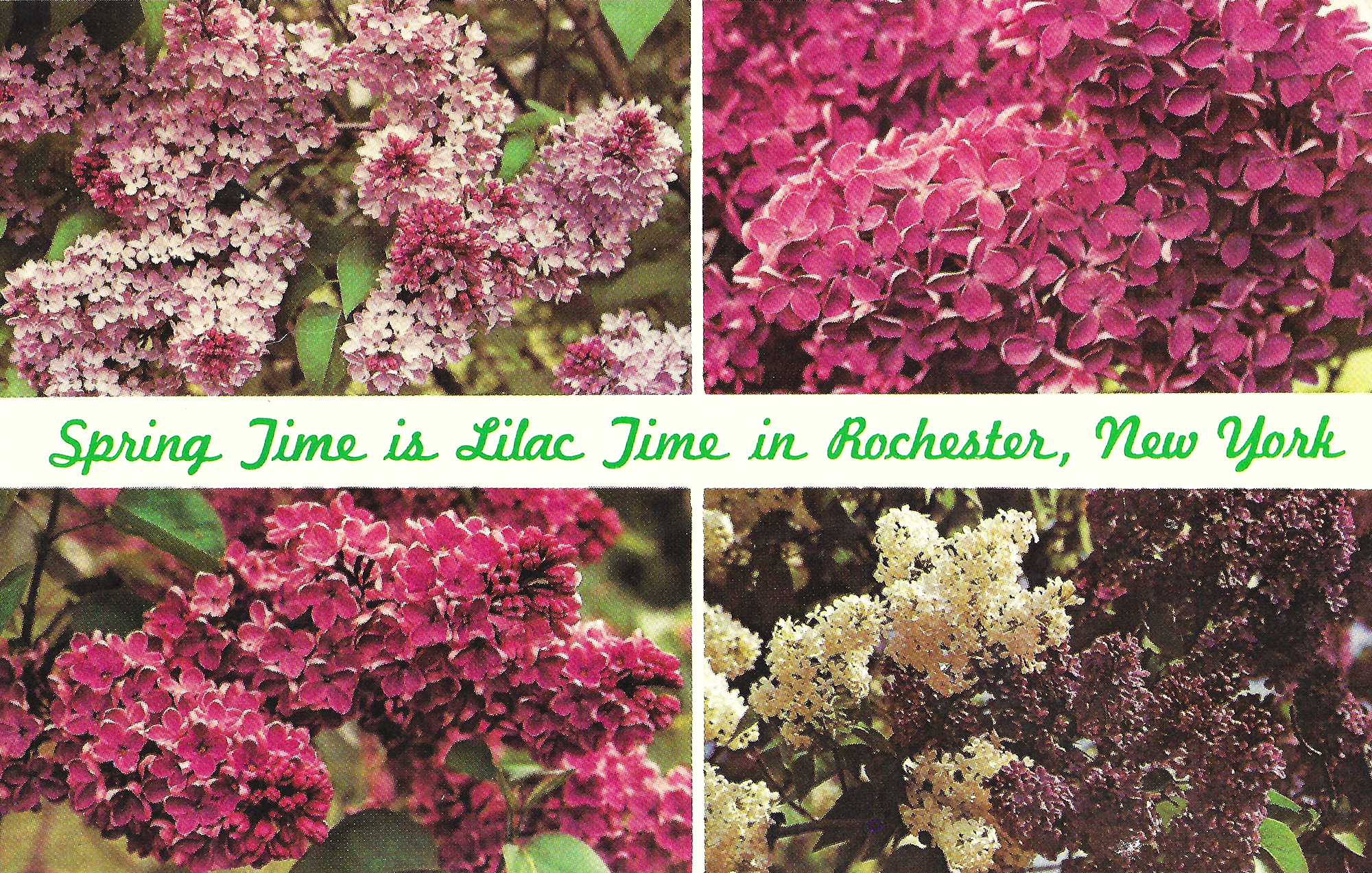 Lilac Time • c. 1950s