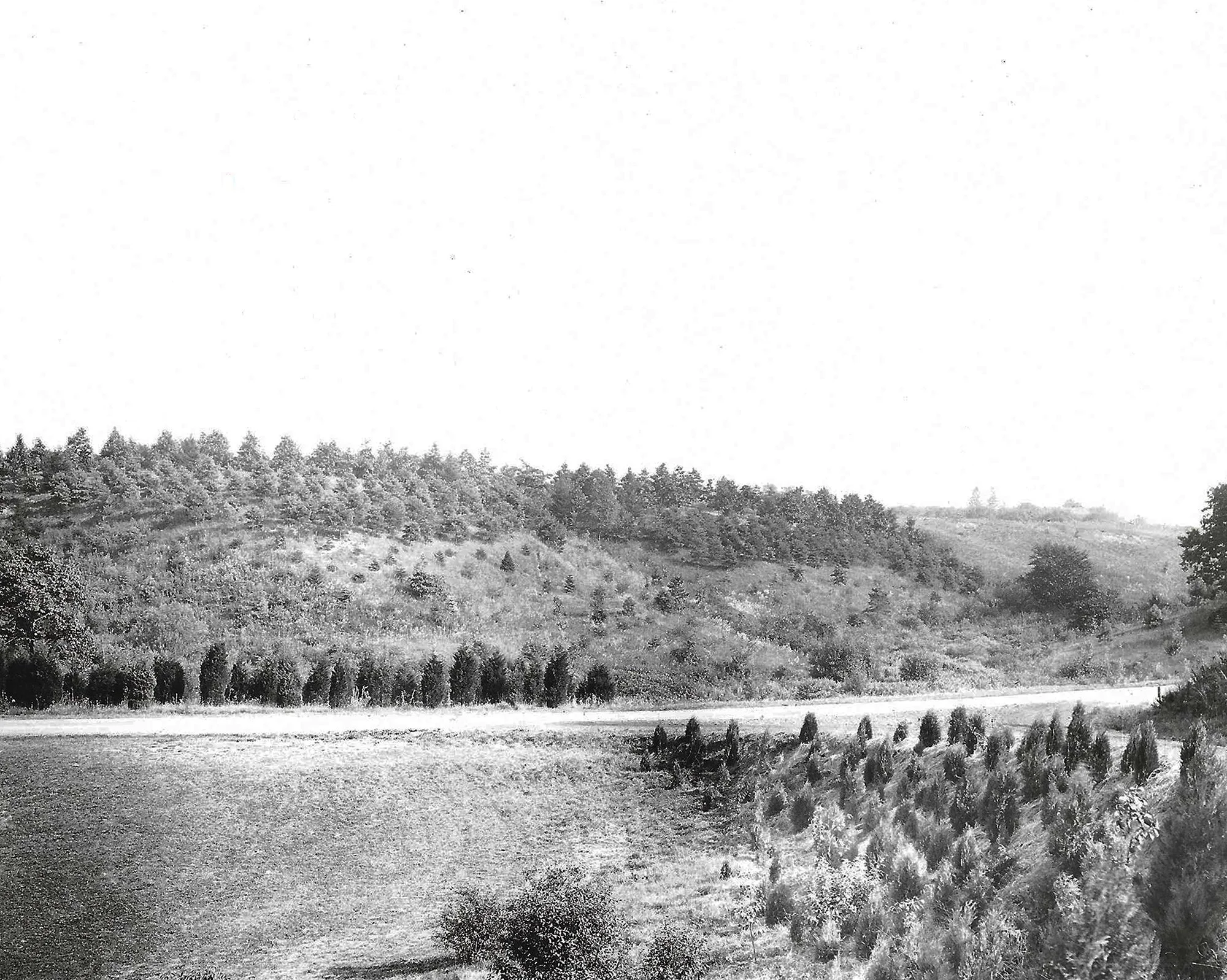 Pinetum