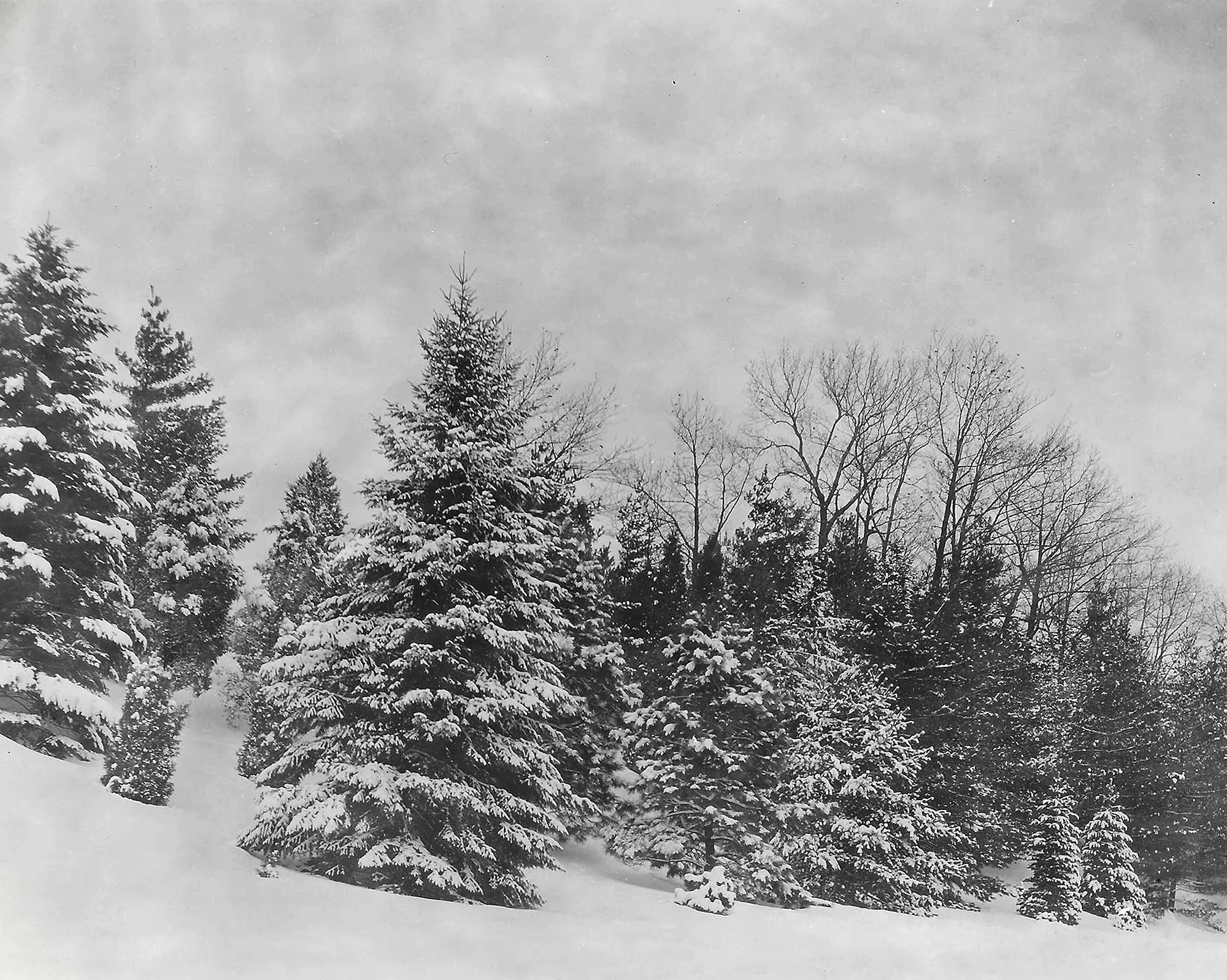 Pinetum in Winter