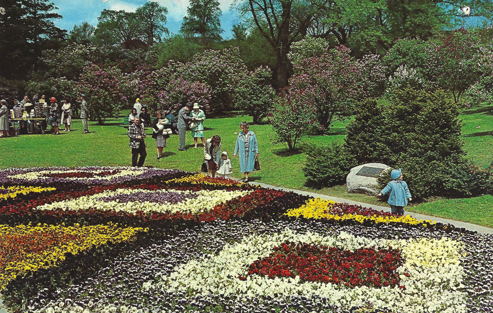 Pansy Bed • c. 1962