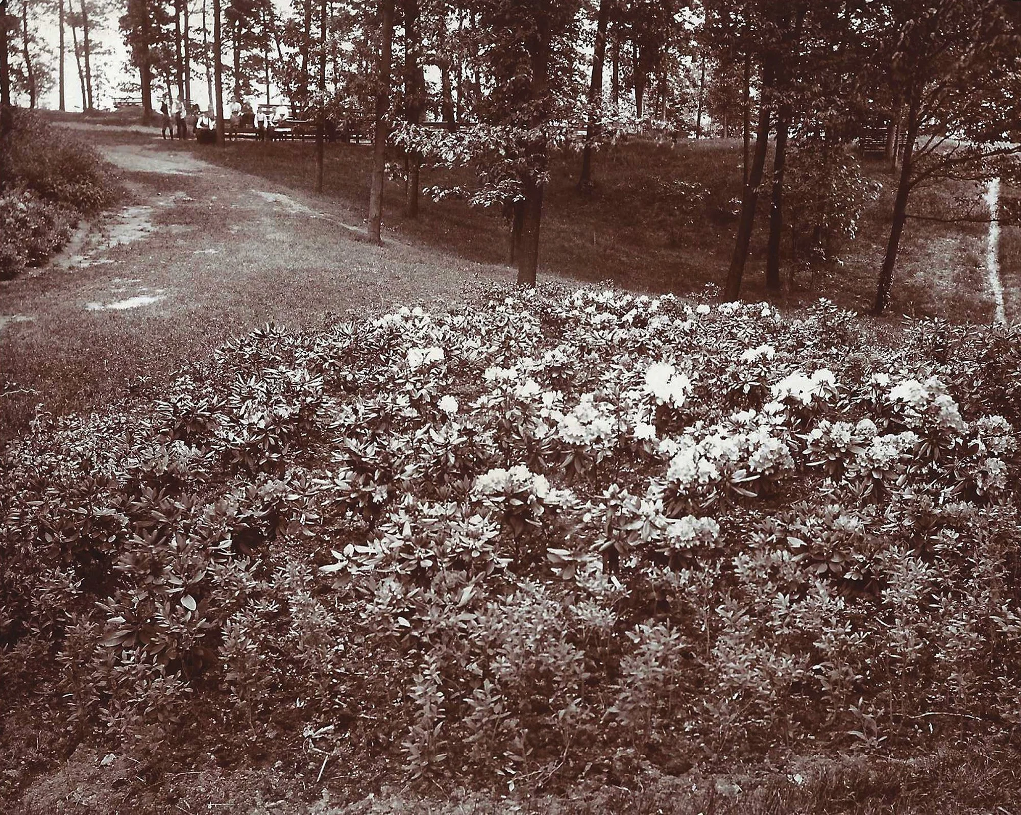 Rhodie Valley • Picnic Grove