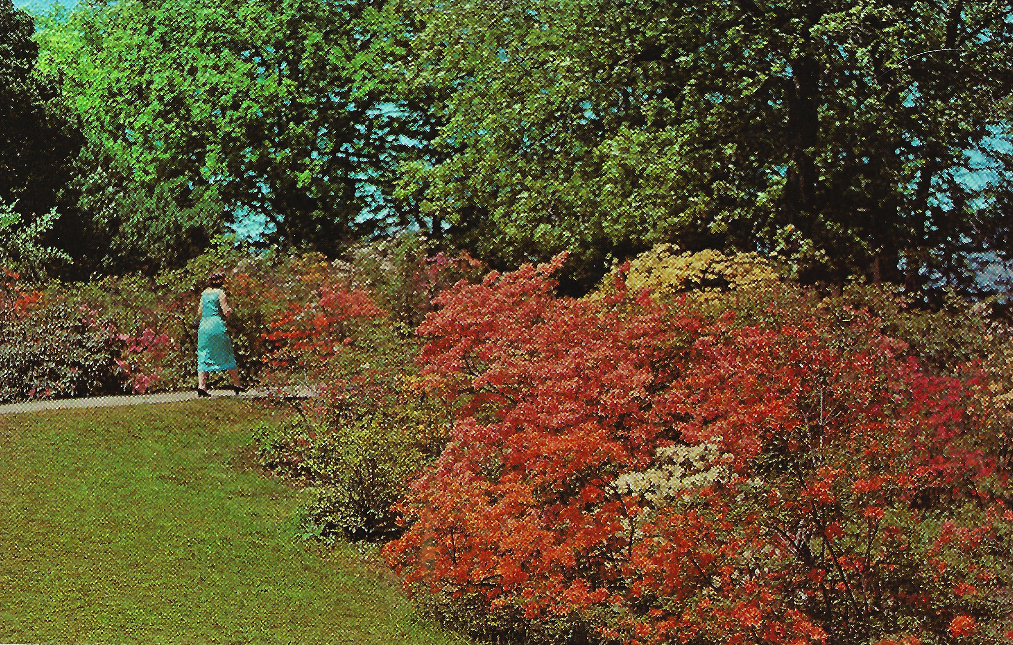 Azaleas • c. 1950s